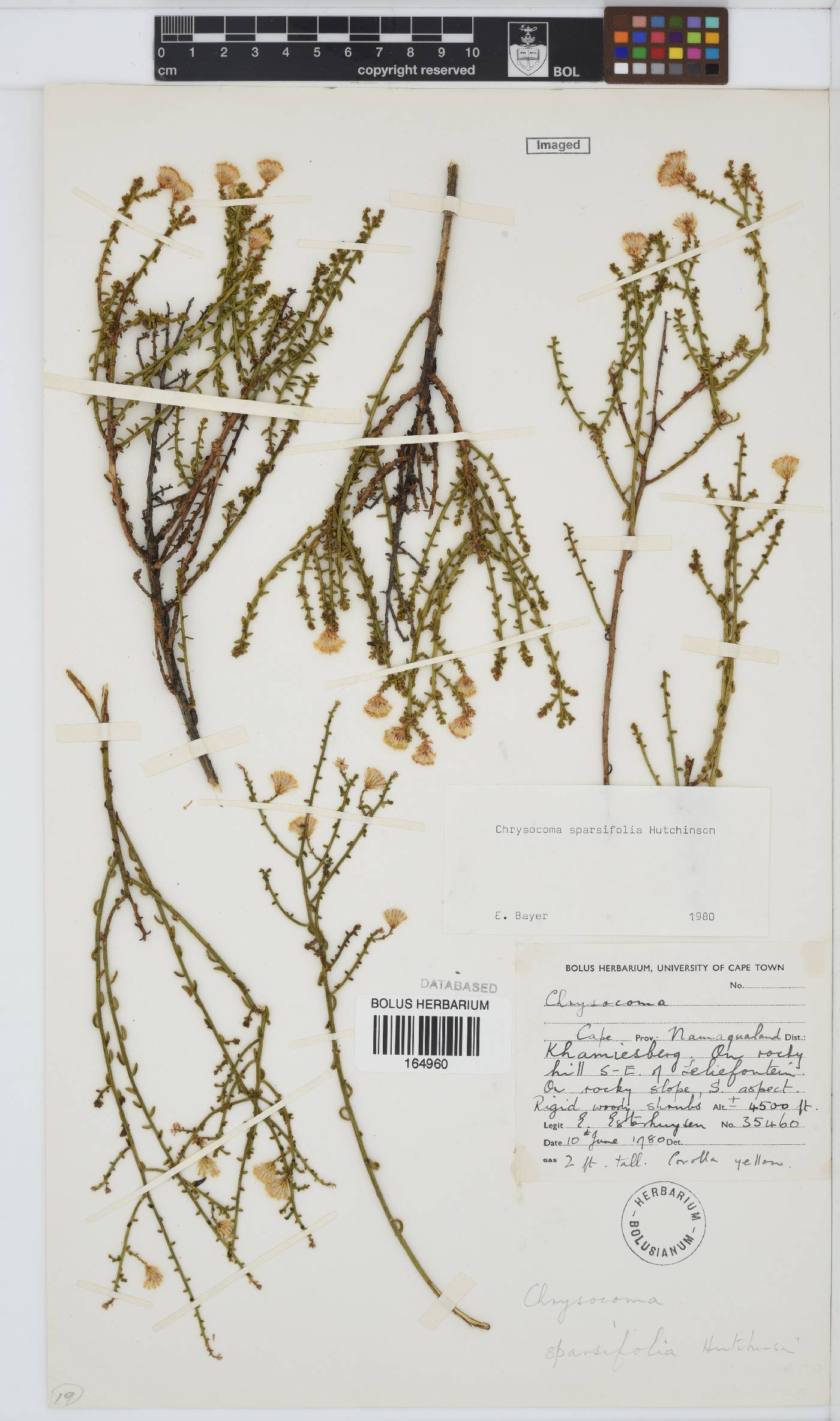 Chrysocoma sparsifolia image