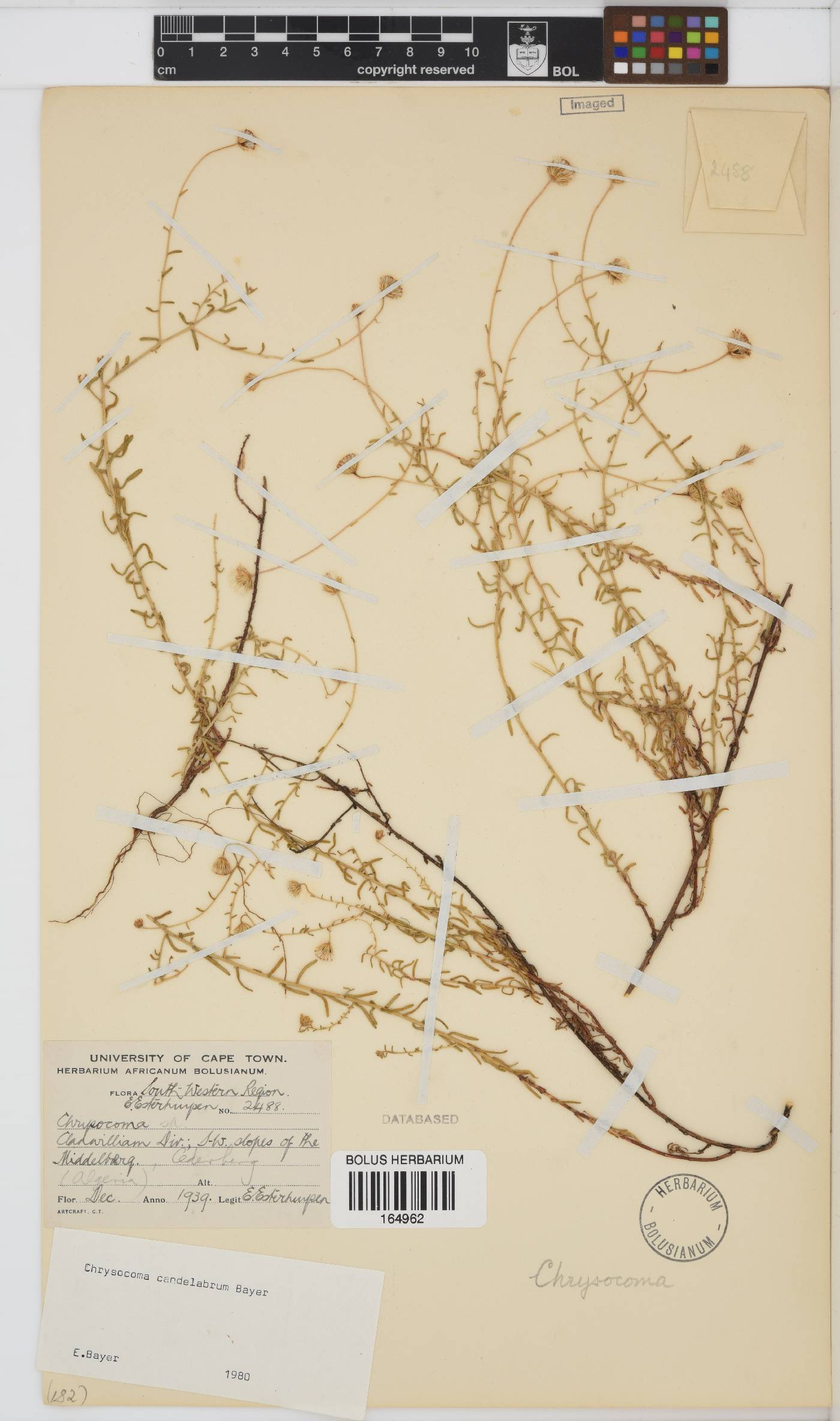 Chrysocoma candelabrum image