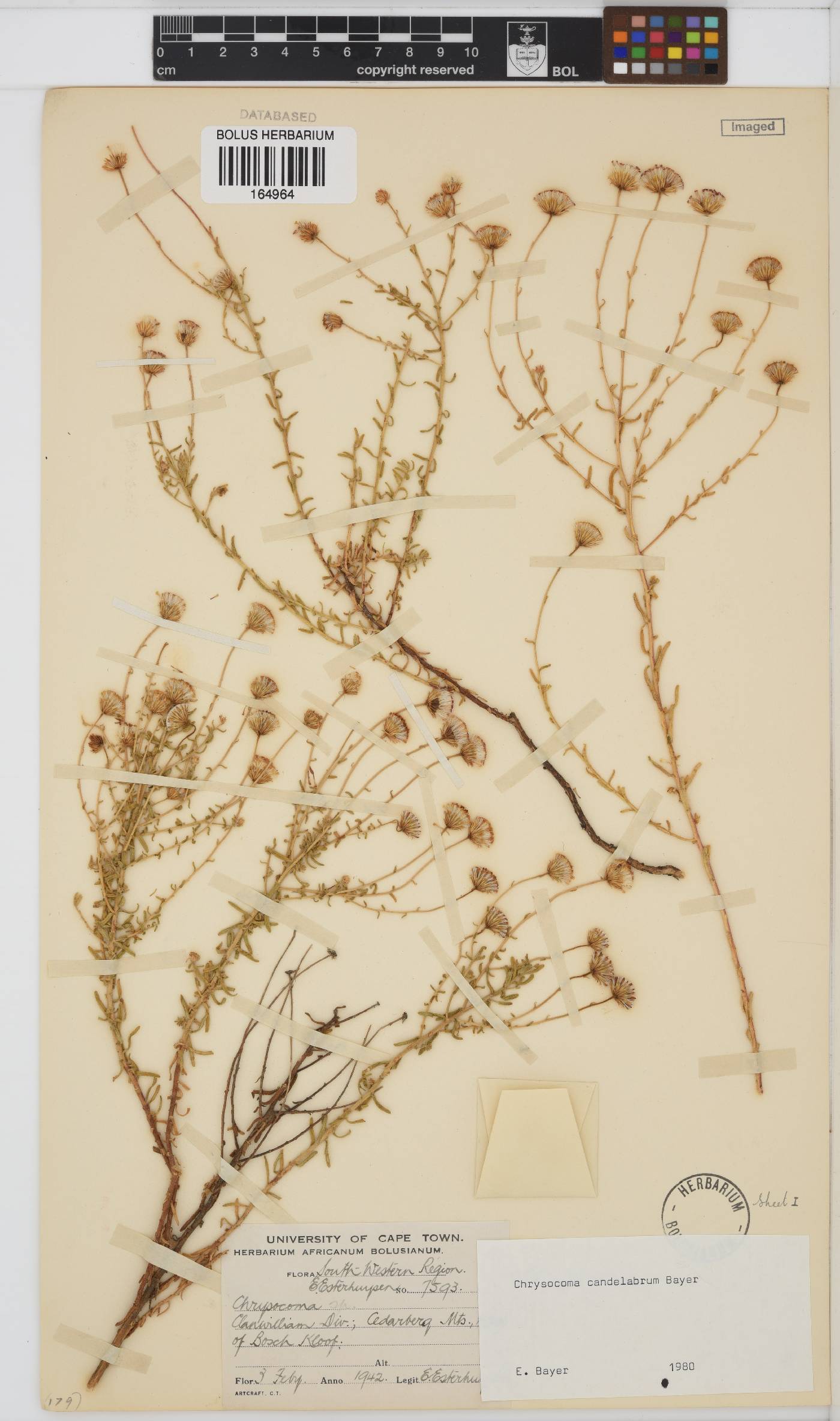 Chrysocoma candelabrum image