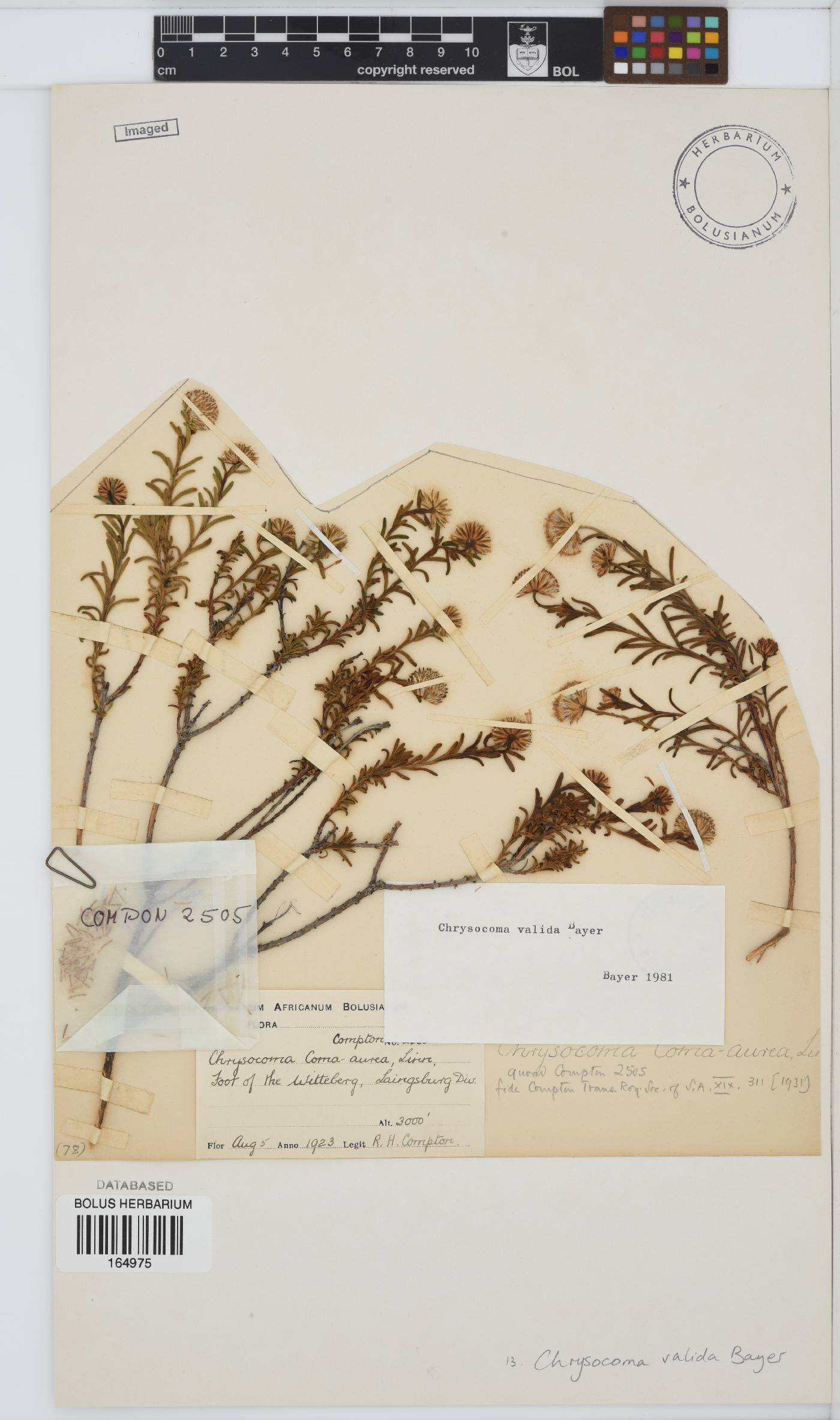 Chrysocoma valida image