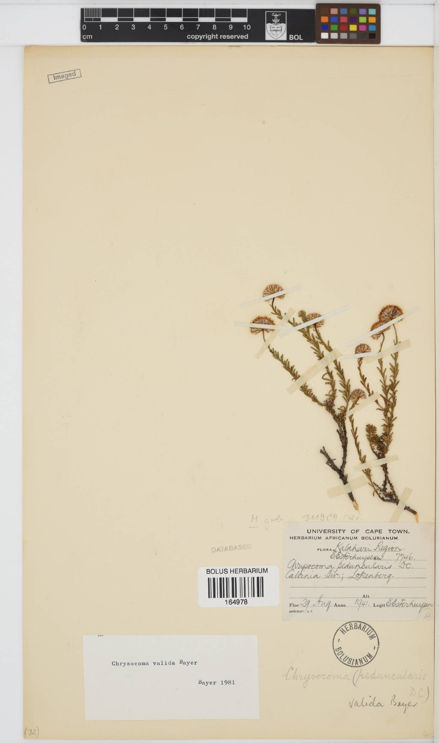 Chrysocoma valida image