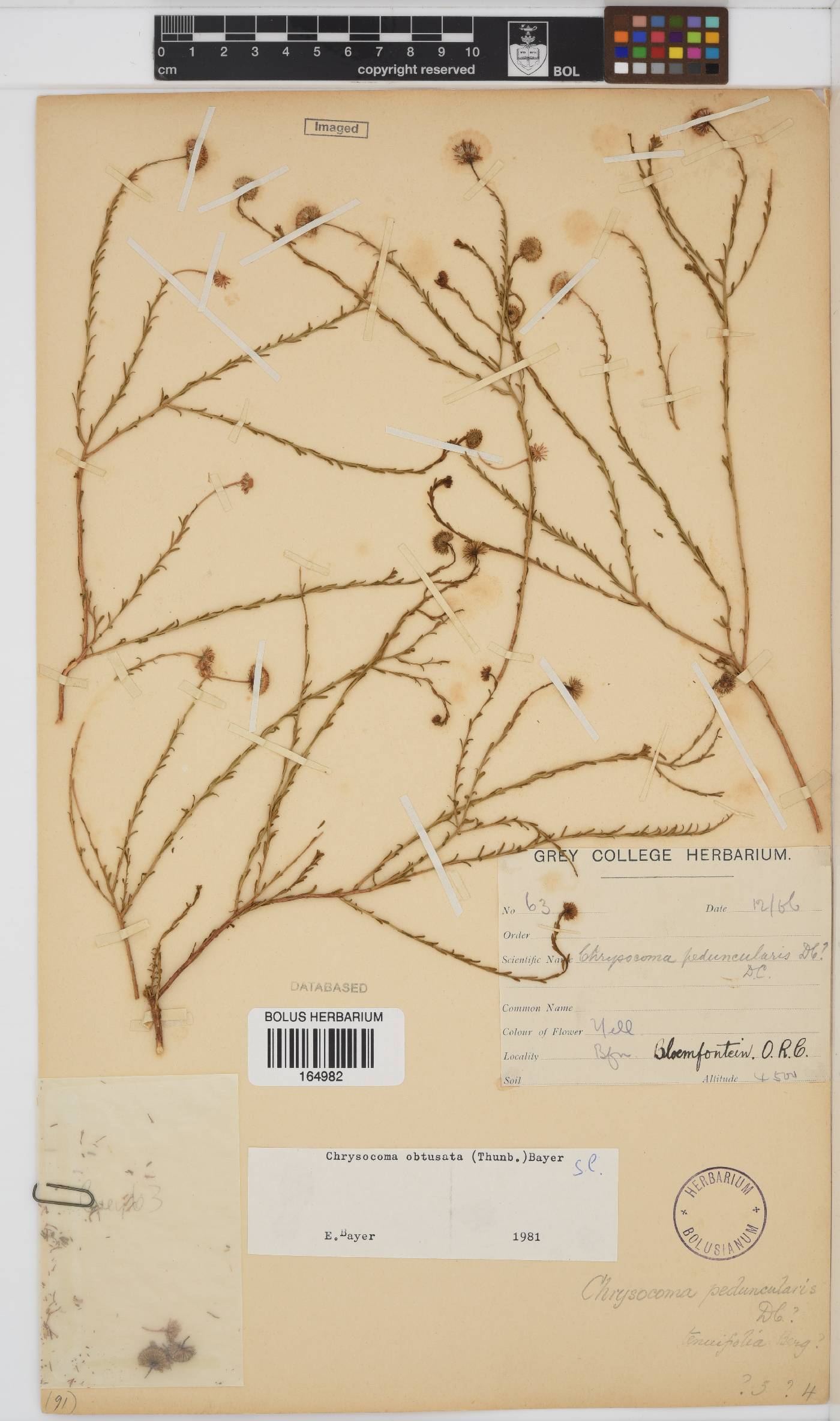 Chrysocoma obtusata image