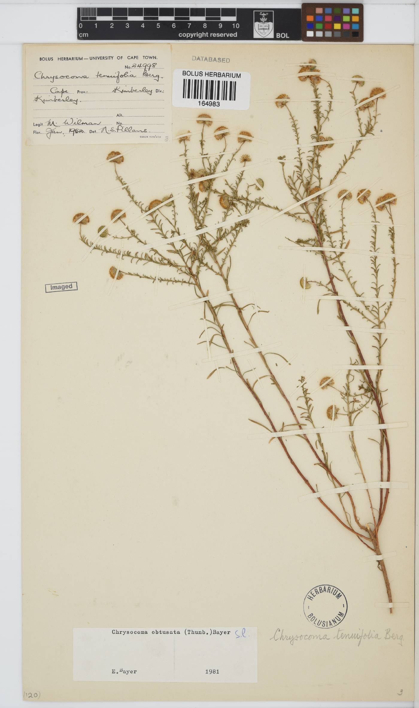 Chrysocoma obtusata image