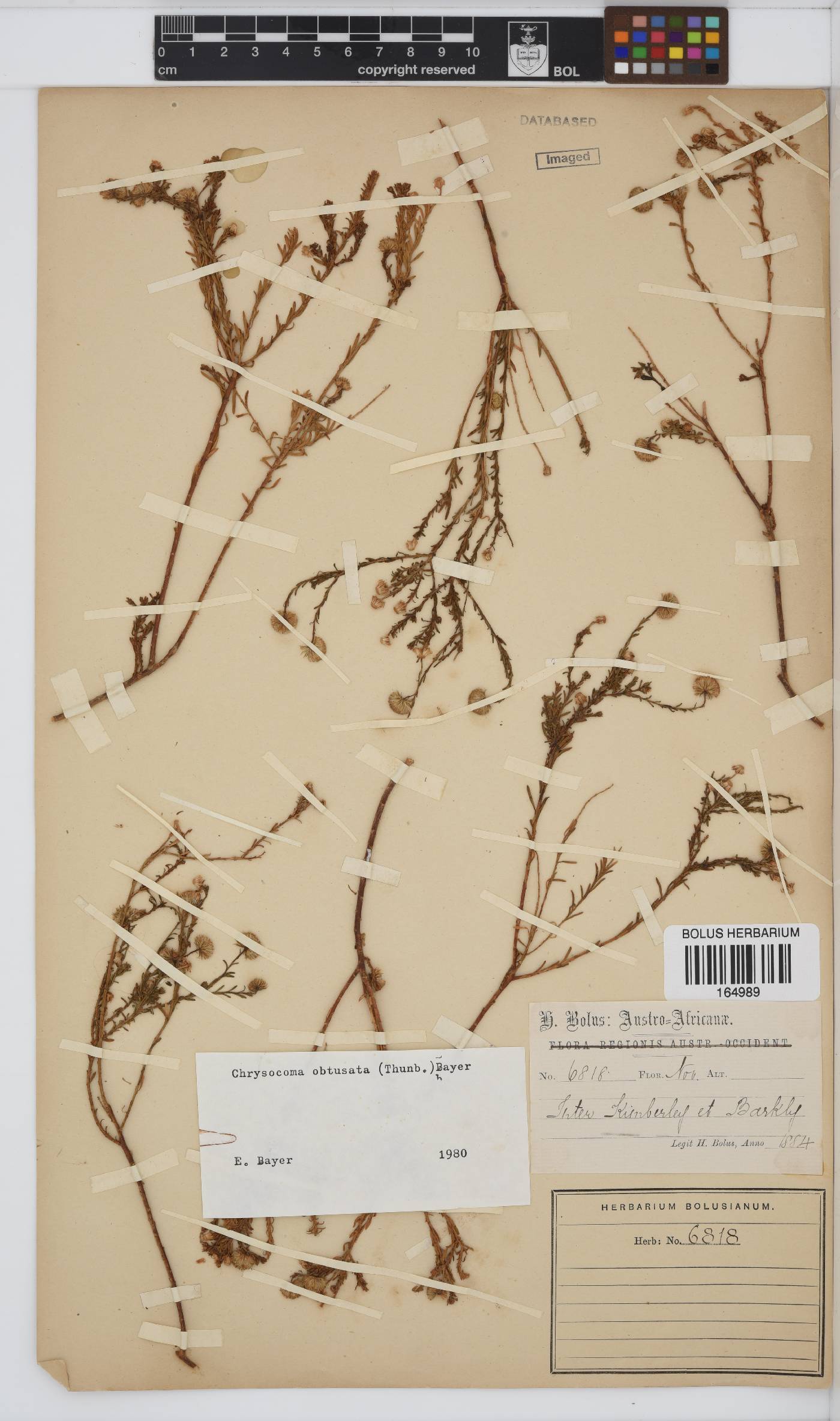 Chrysocoma obtusata image