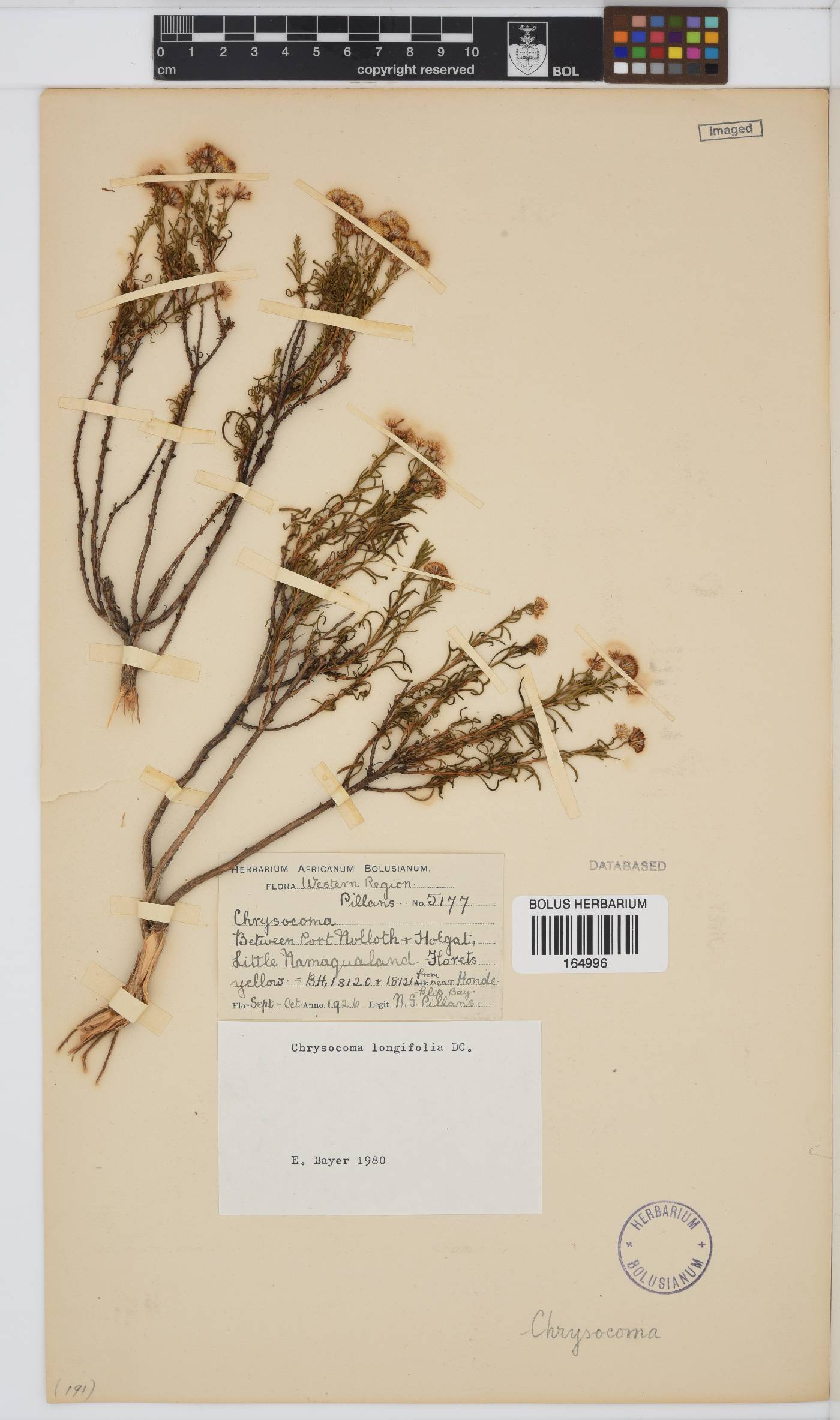 Chrysocoma longifolia image