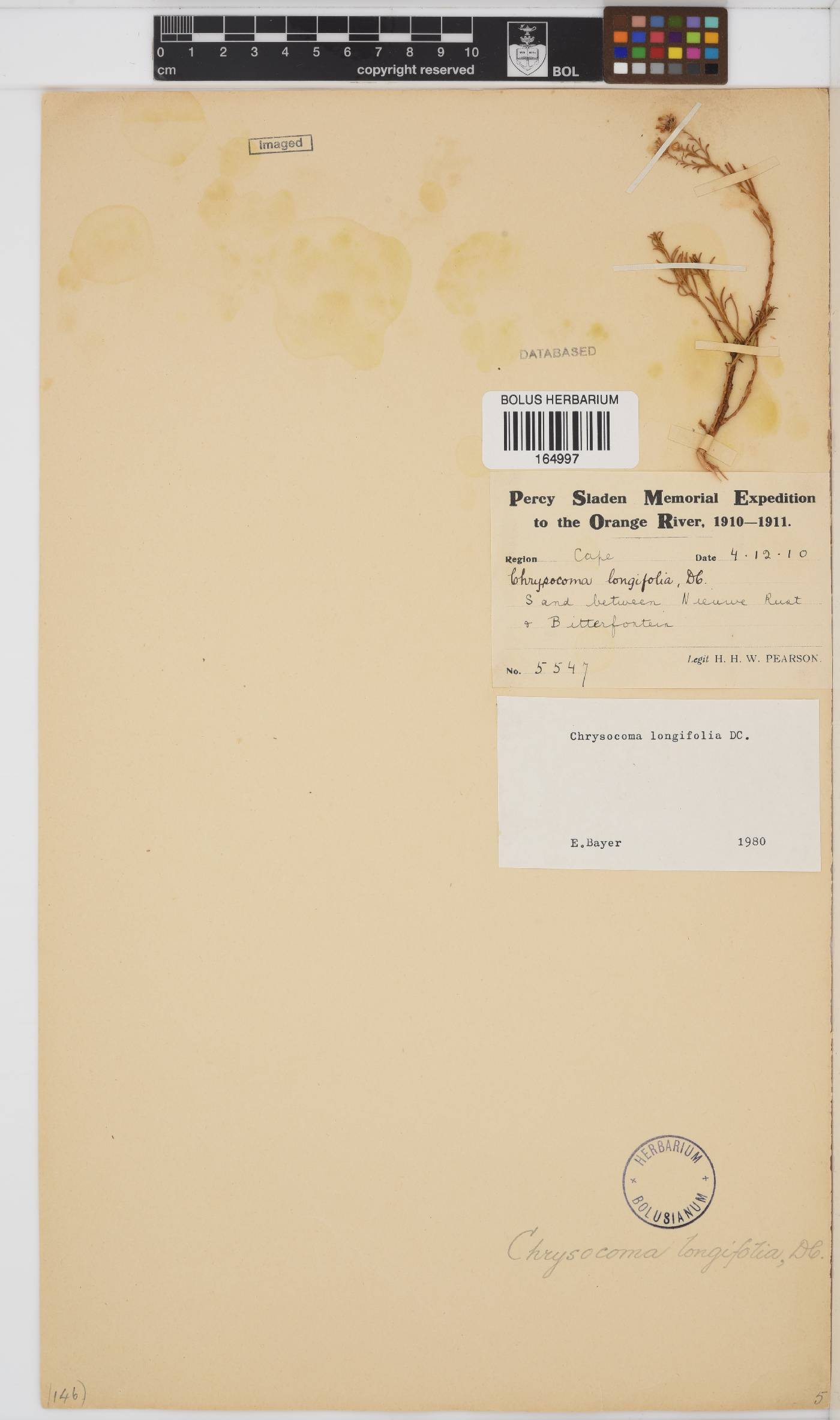Chrysocoma longifolia image