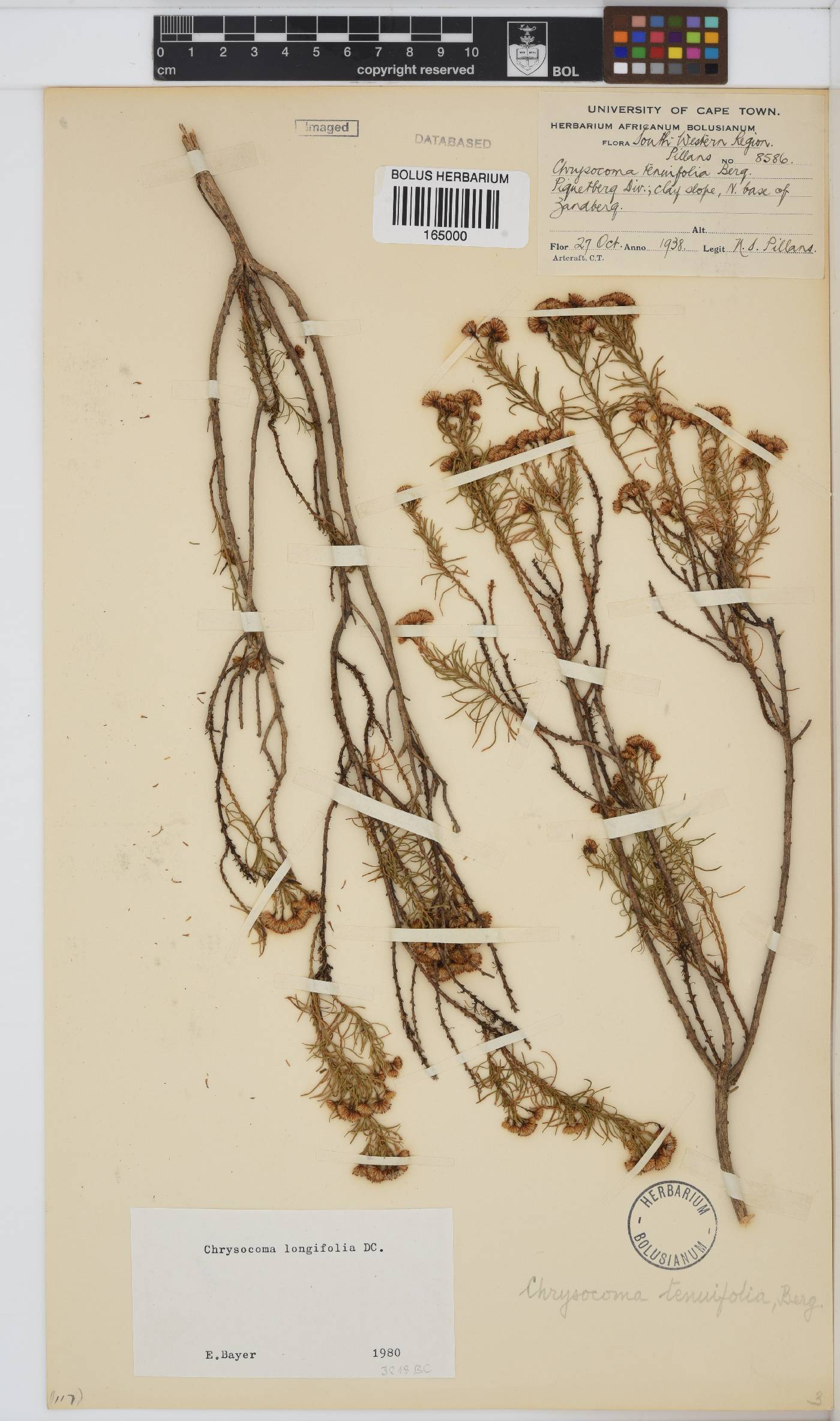 Chrysocoma longifolia image