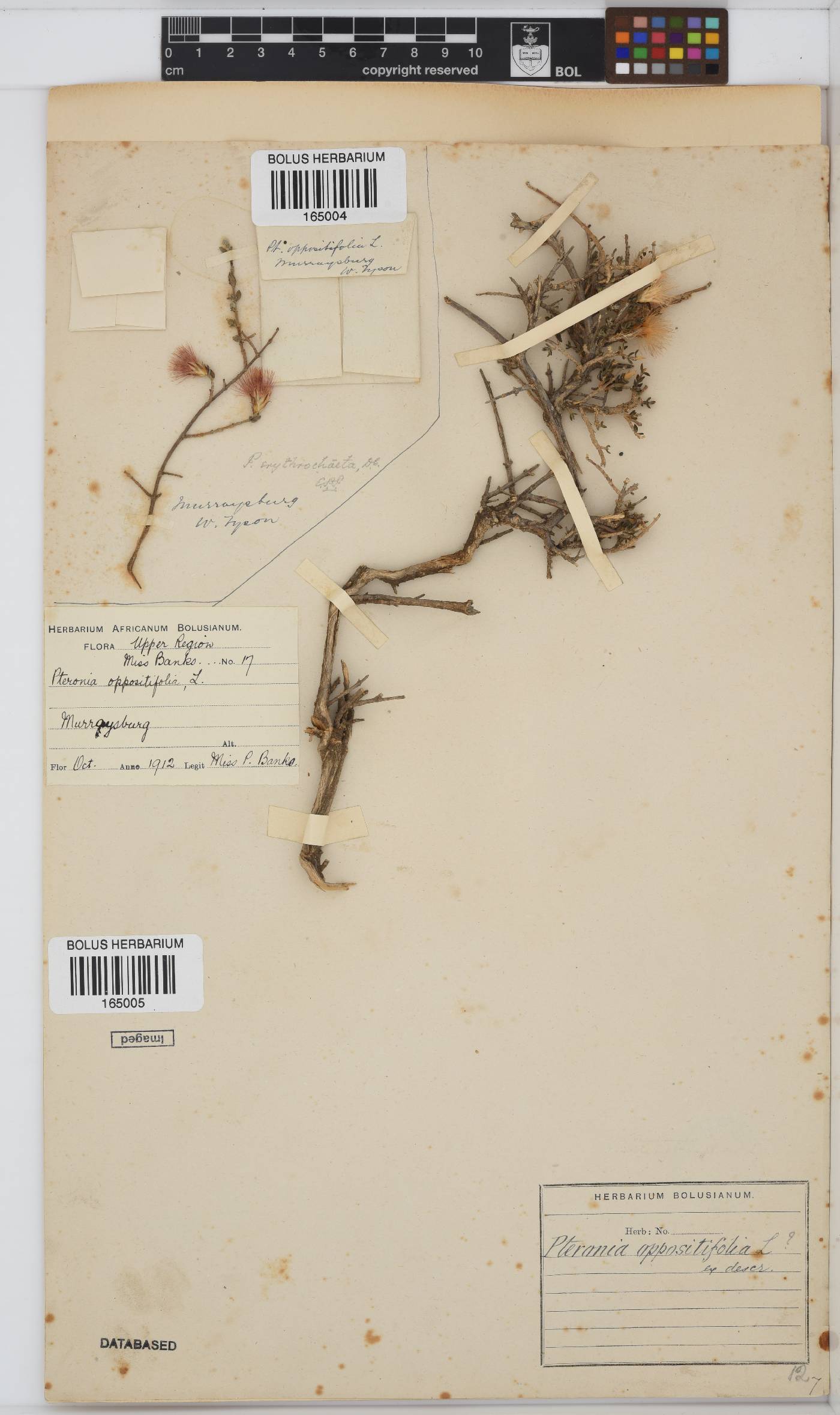Pteronia oppositifolia image