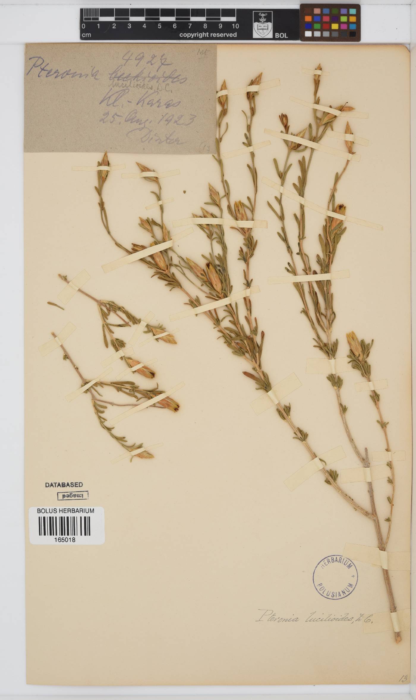 Pteronia lucilioides image