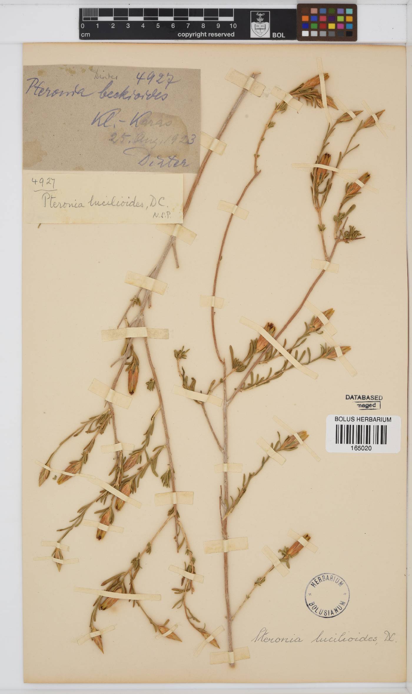 Pteronia lucilioides image