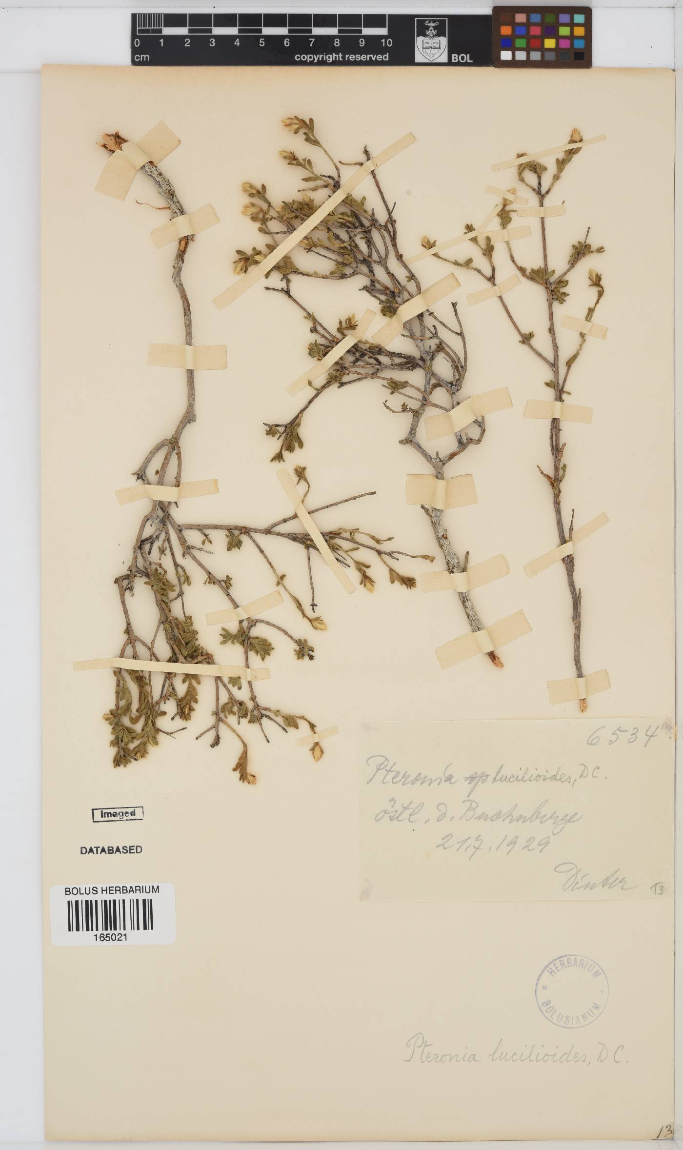 Pteronia lucilioides image
