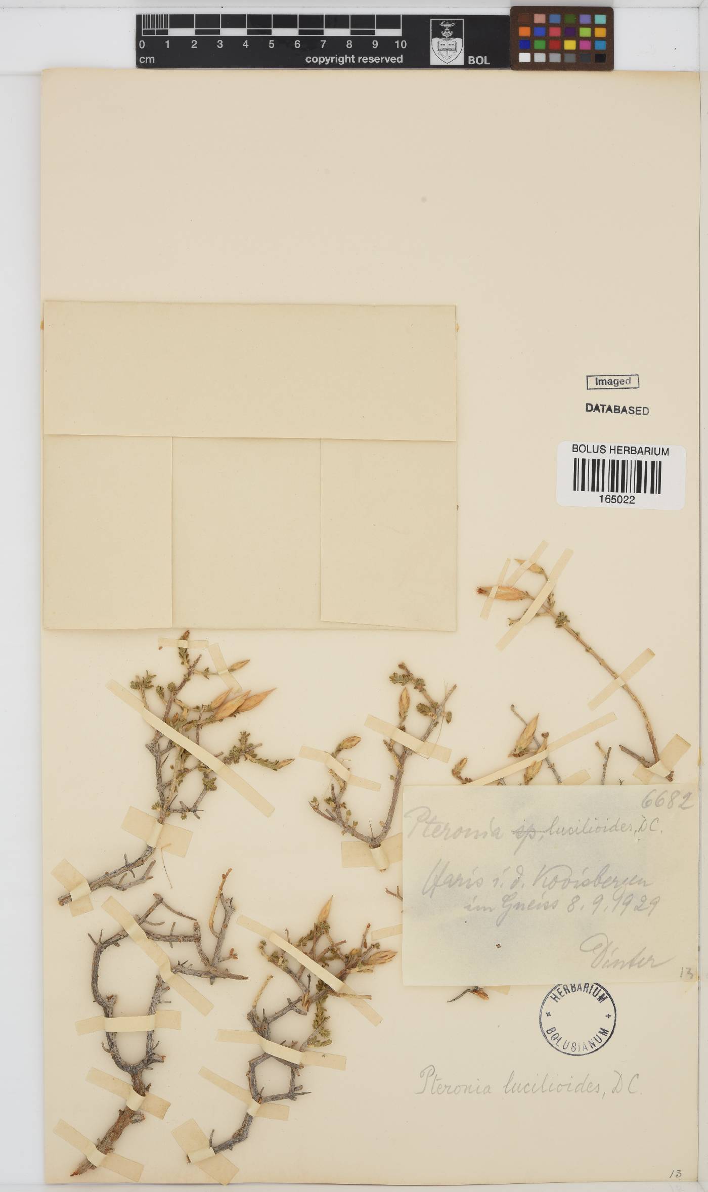 Pteronia lucilioides image