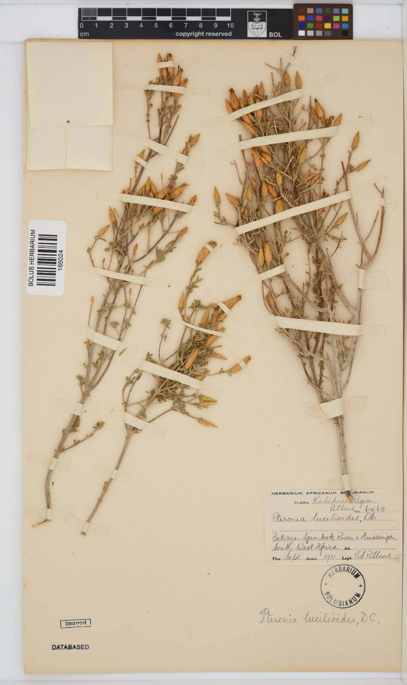 Pteronia lucilioides image