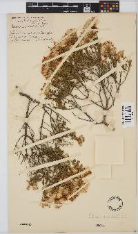 Pteronia undulata image
