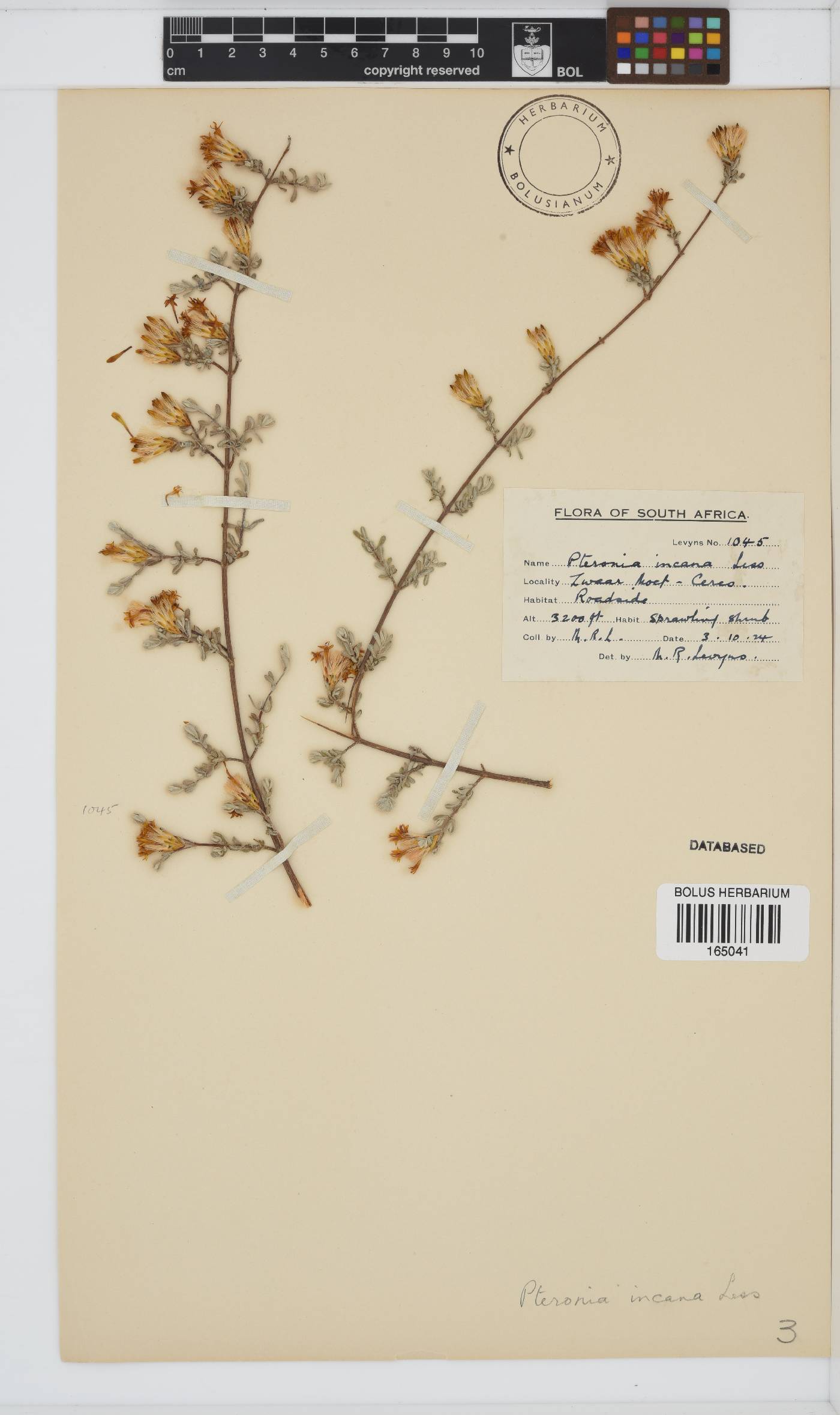 Pteronia incana image