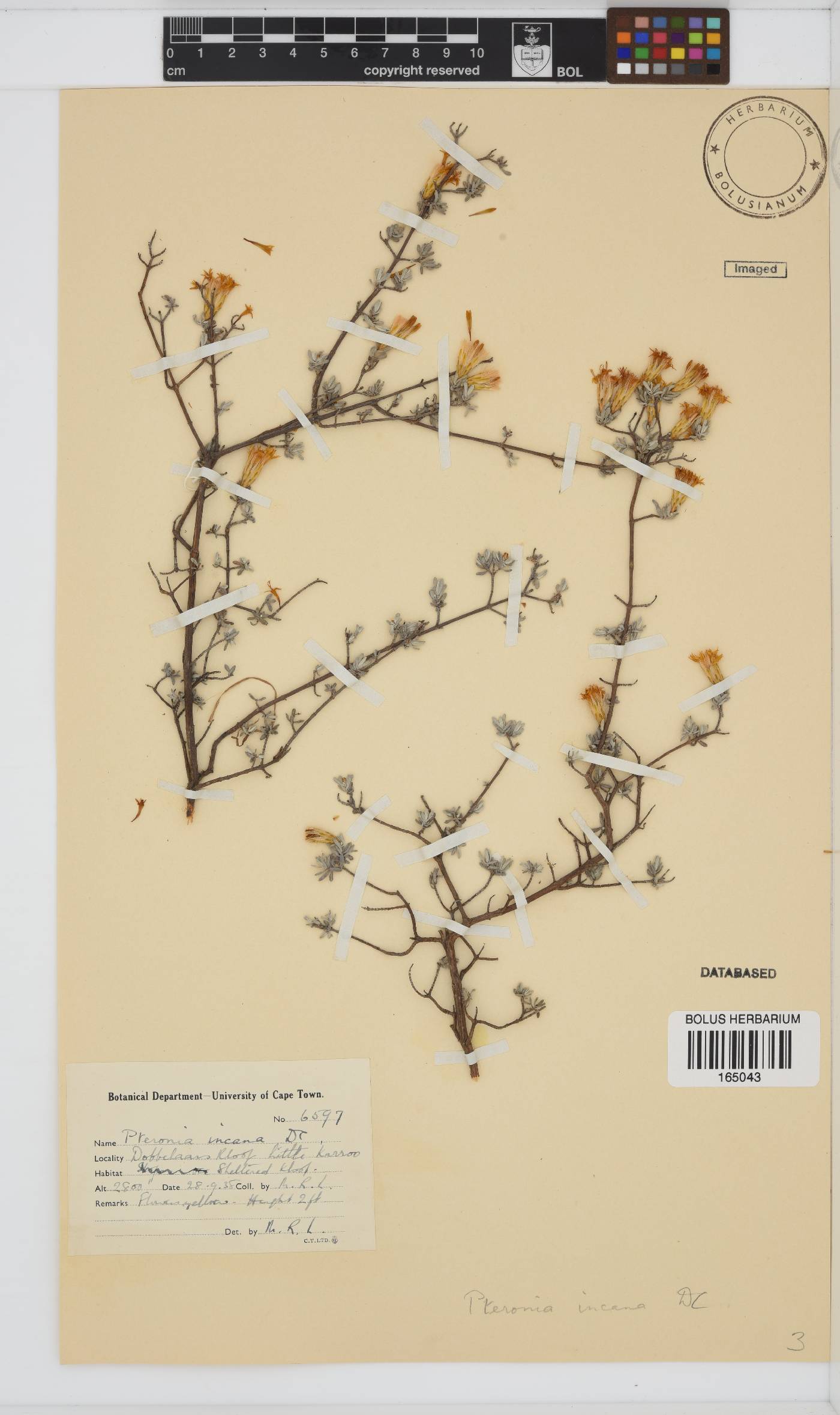 Pteronia incana image