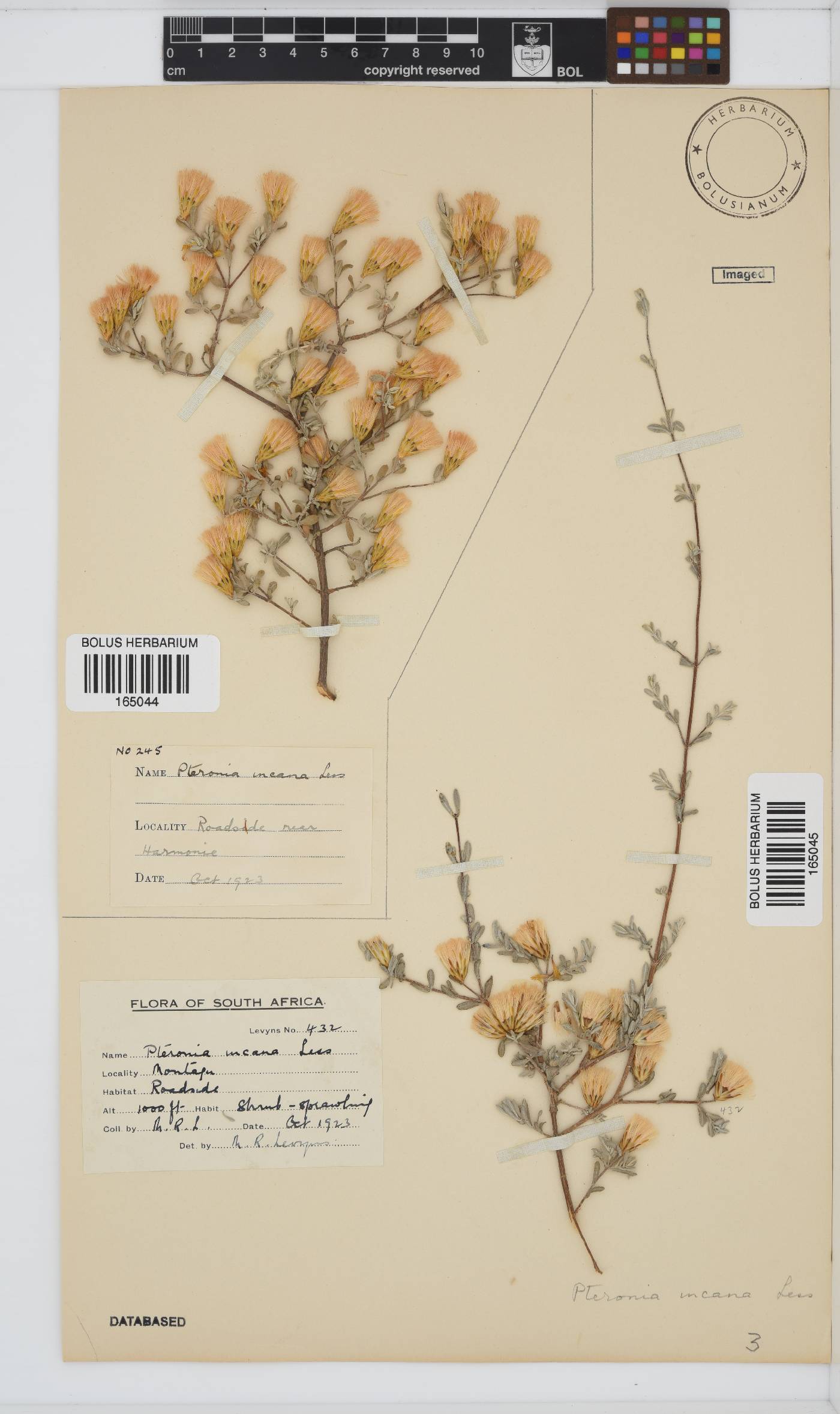 Pteronia incana image