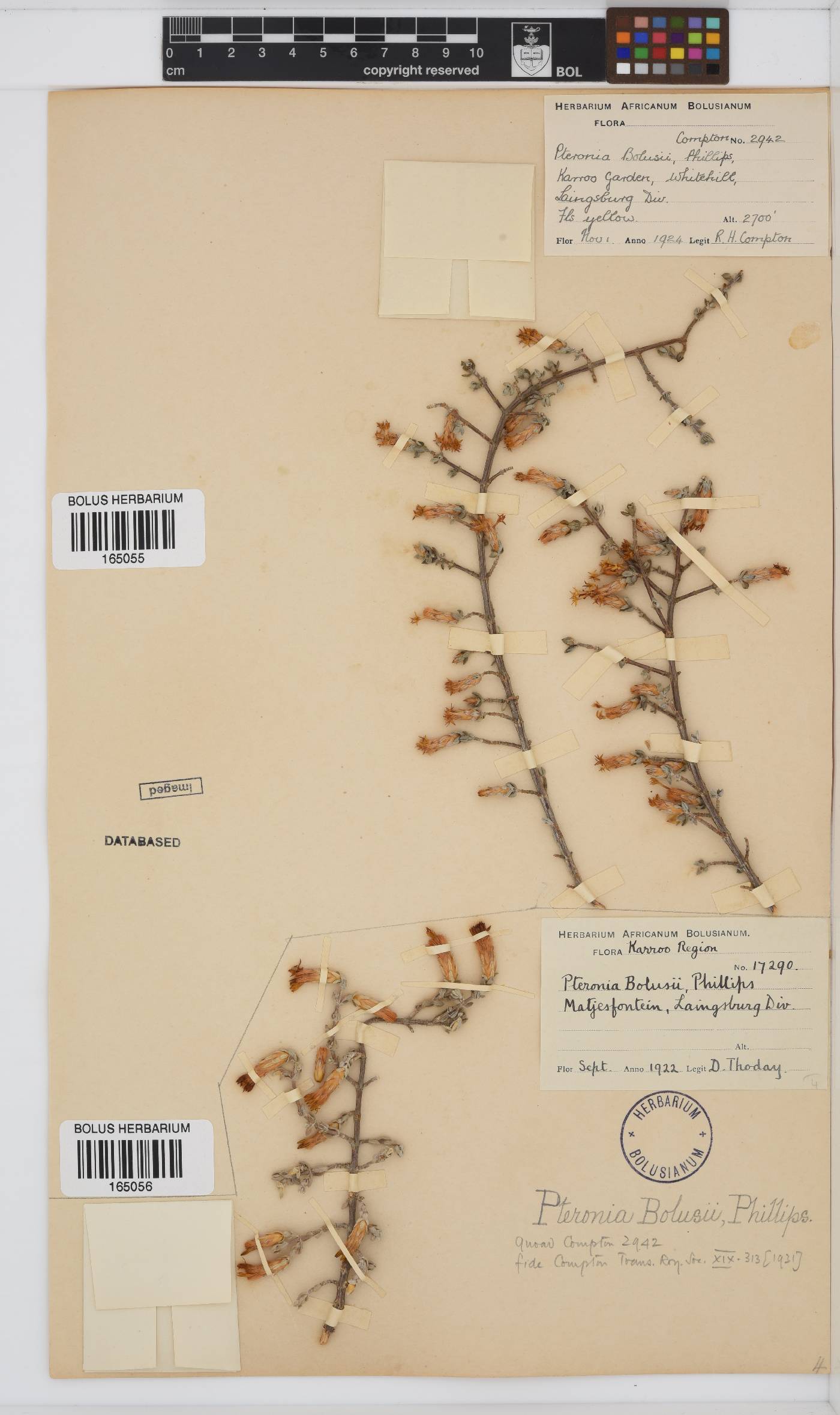 Pteronia bolusii image