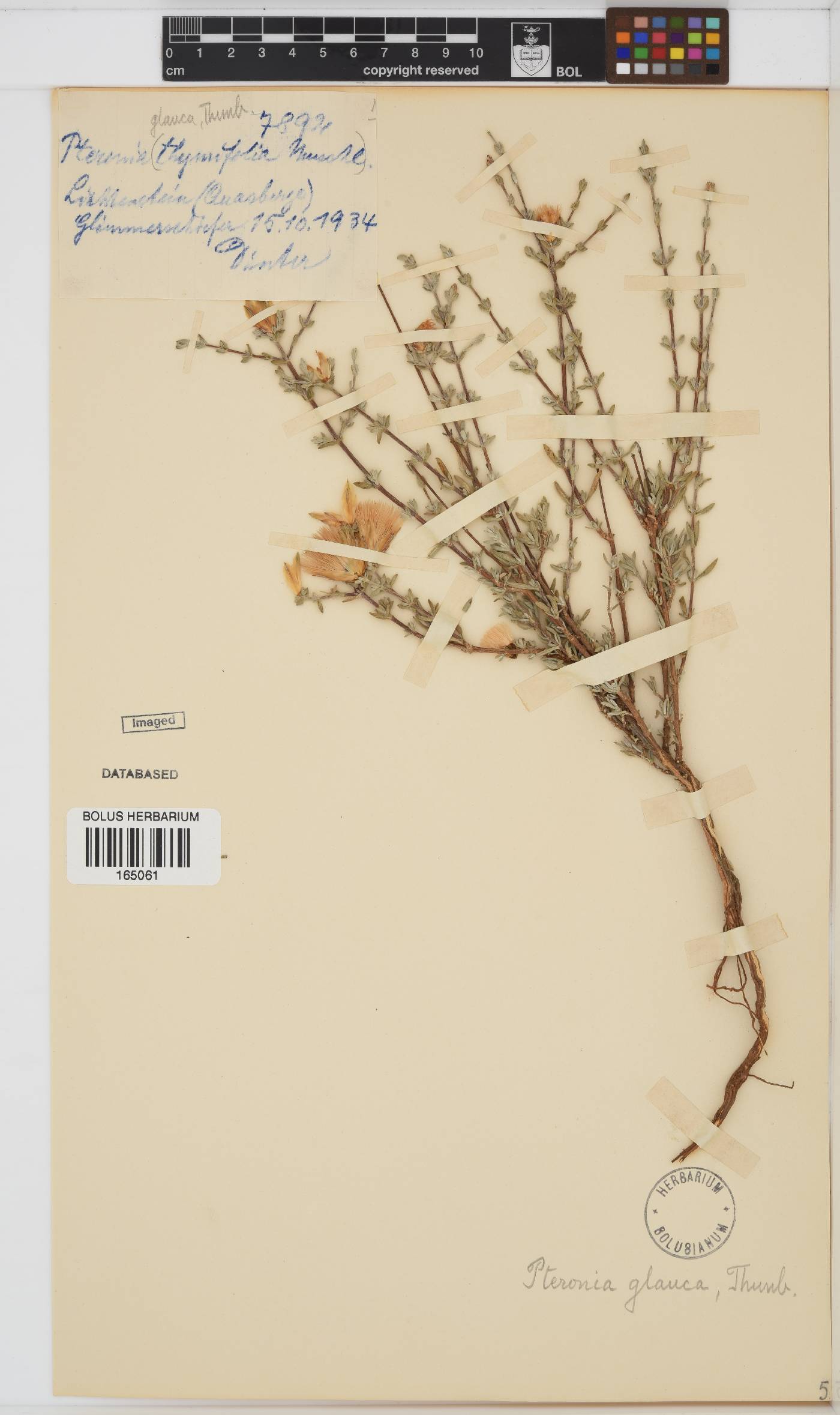 Pteronia glauca image