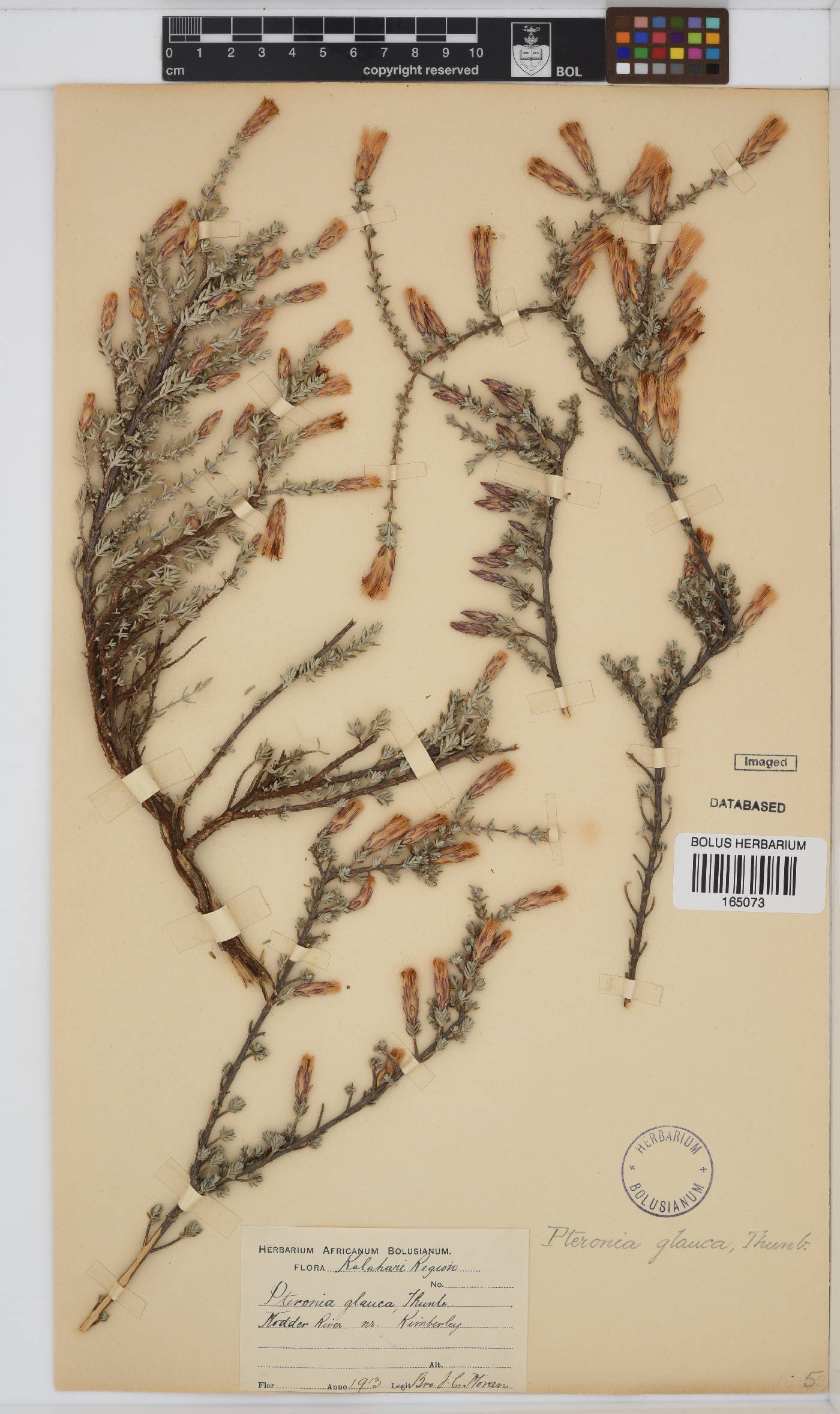 Pteronia glauca image