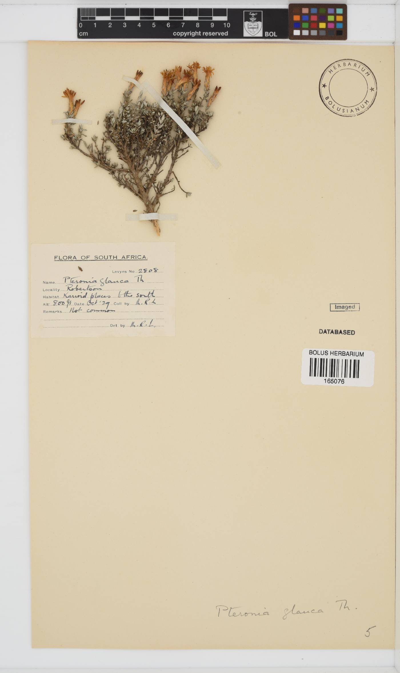 Pteronia glauca image