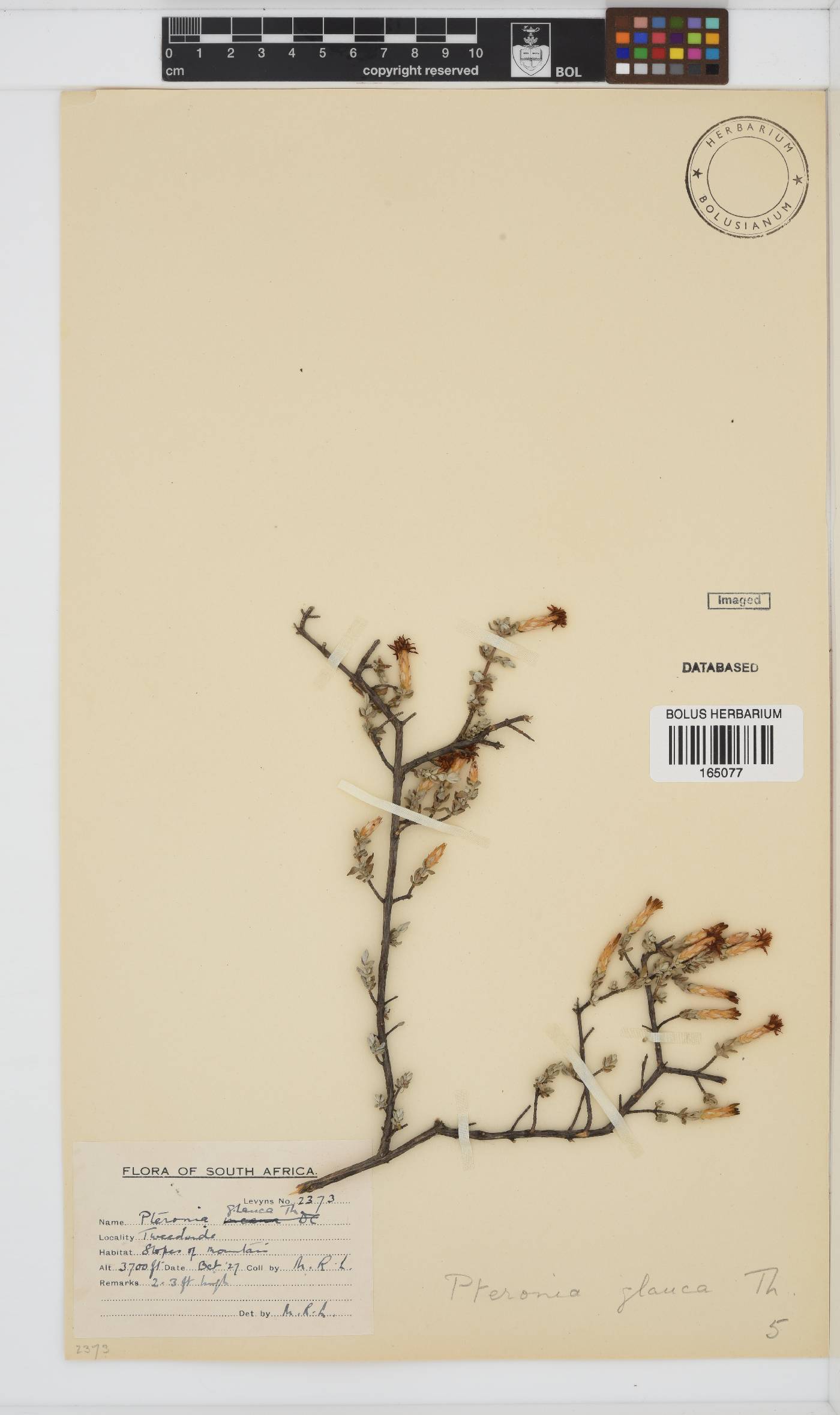 Pteronia glauca image