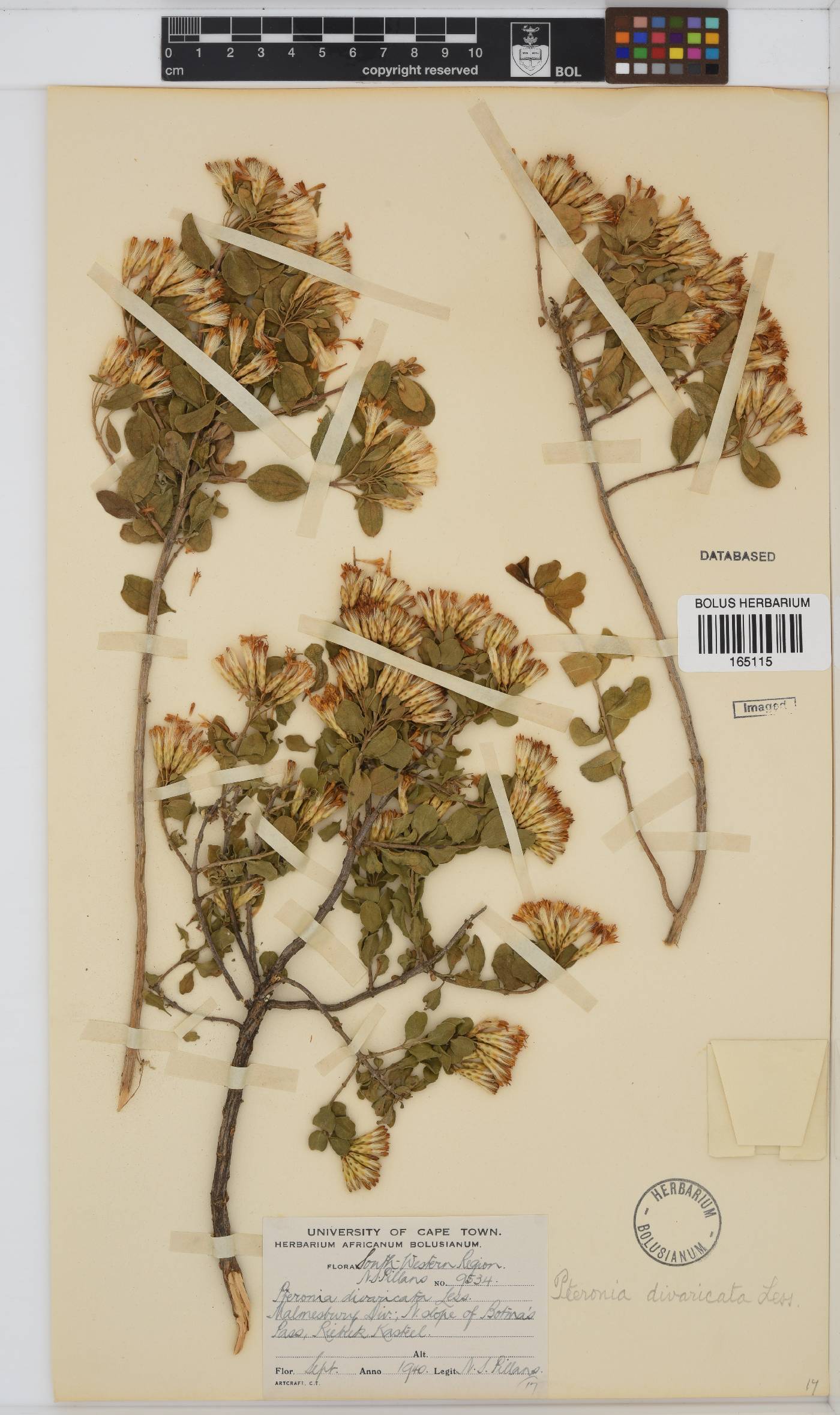 Pteronia divaricata image