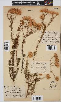 Pteronia camphorata image