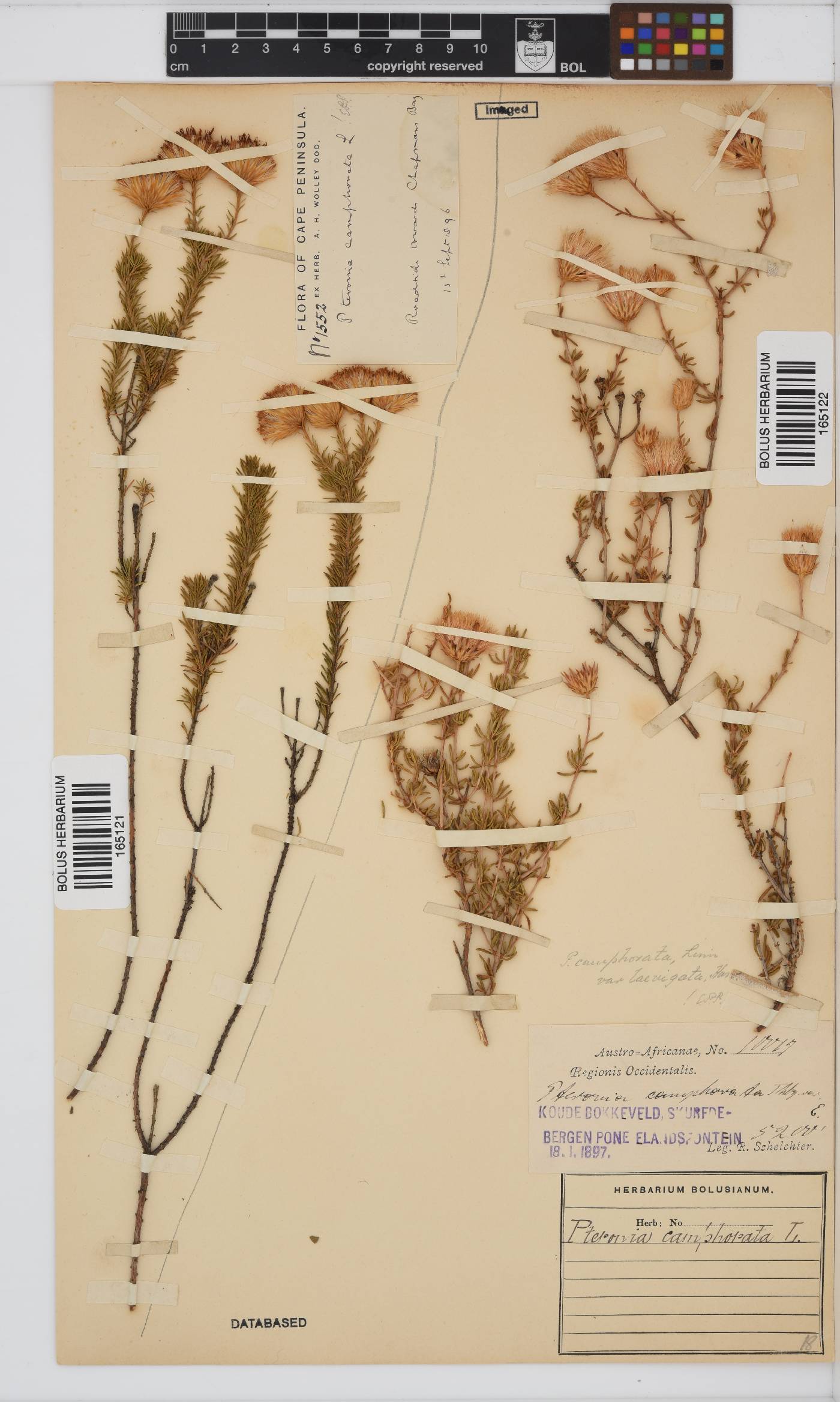 Pteronia camphorata image