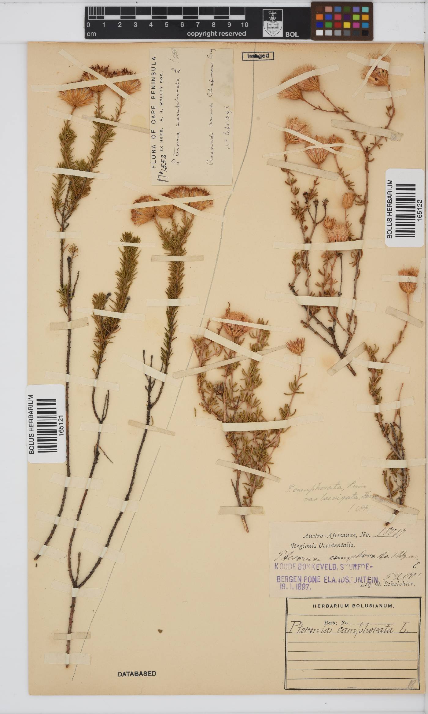 Pteronia camphorata image