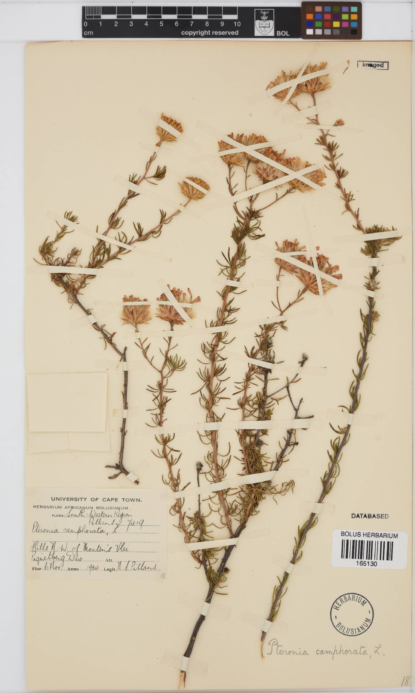 Pteronia camphorata image