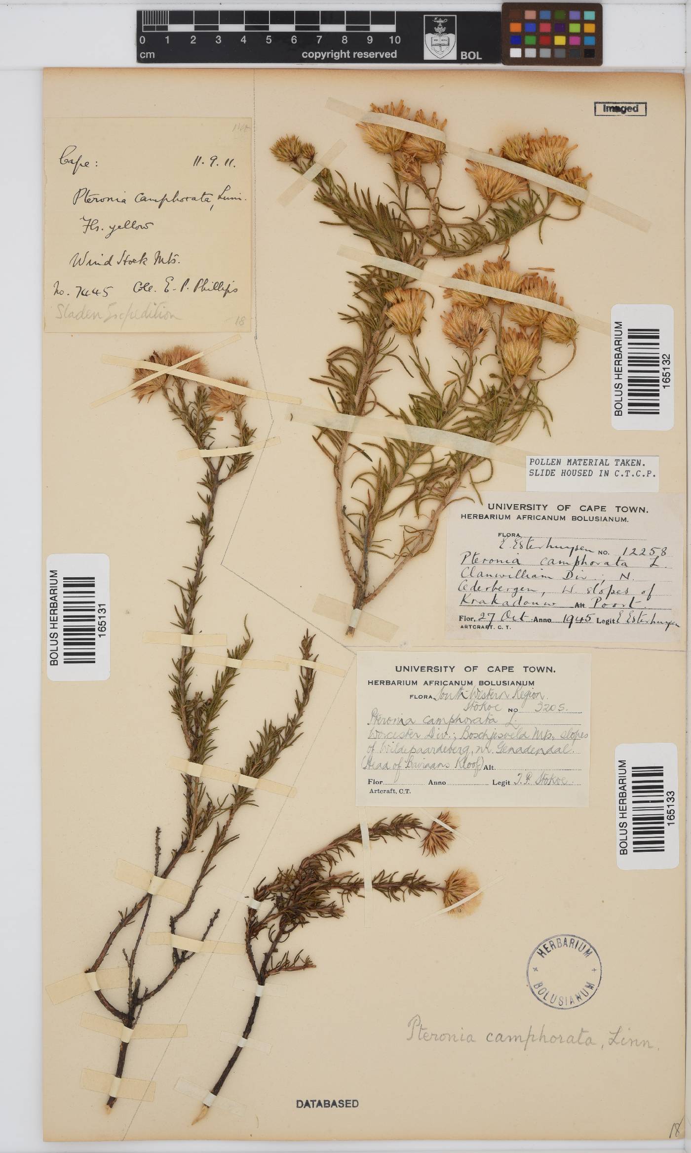 Pteronia camphorata image