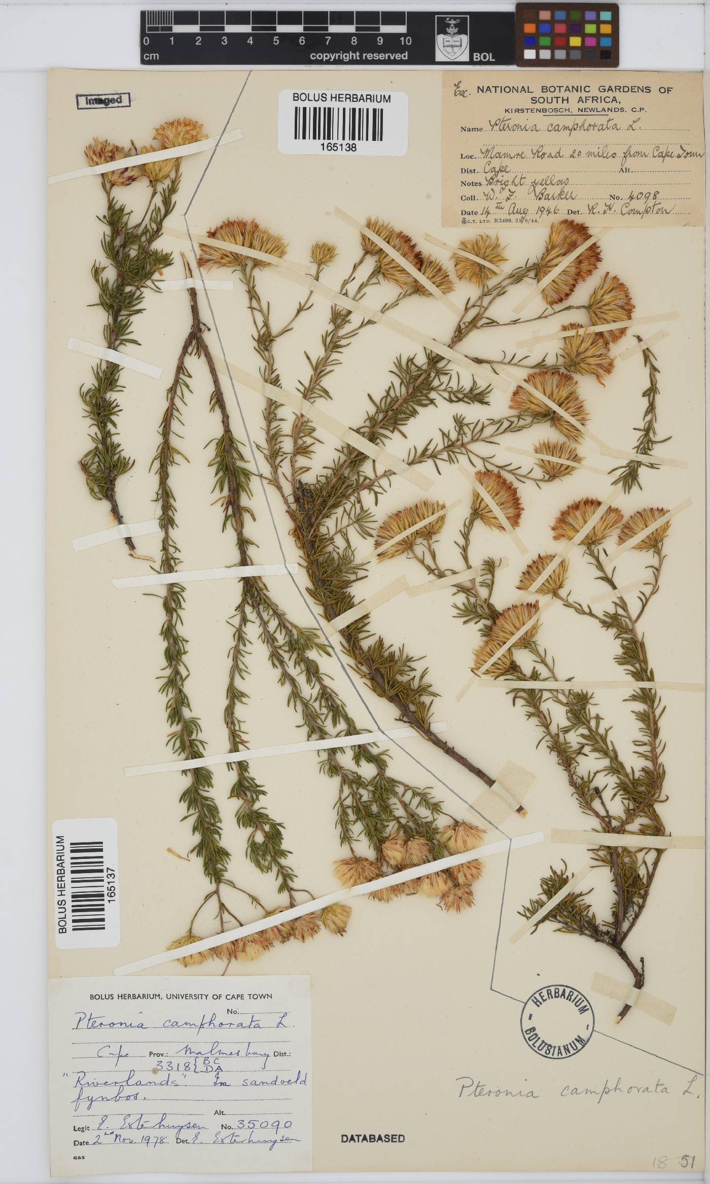 Pteronia camphorata image