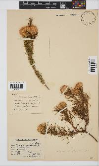 Pteronia camphorata image