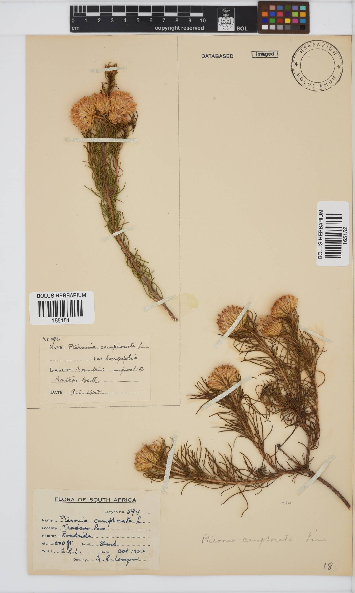 Pteronia camphorata image