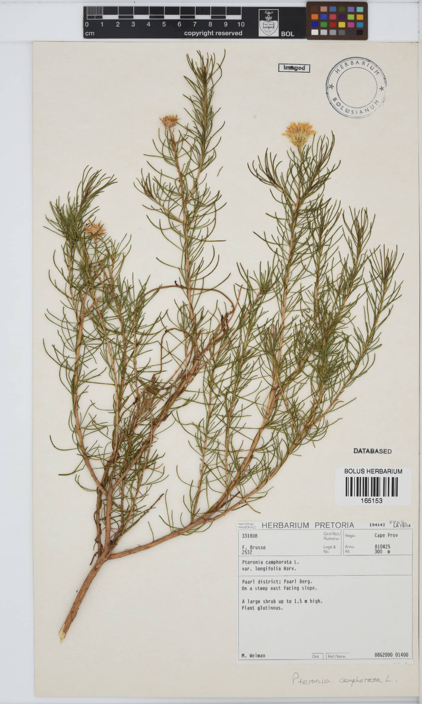 Pteronia camphorata image