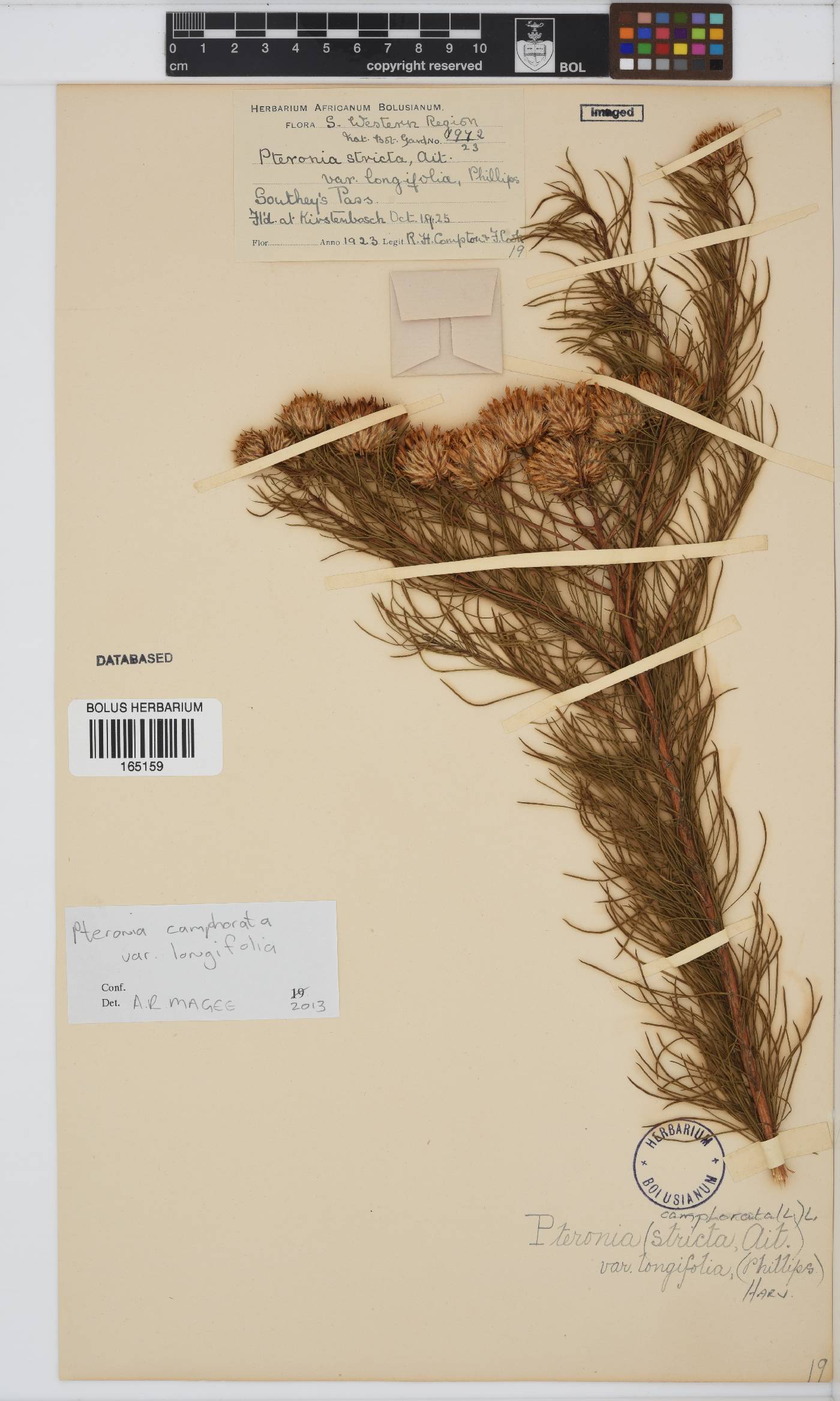 Pteronia aspera image