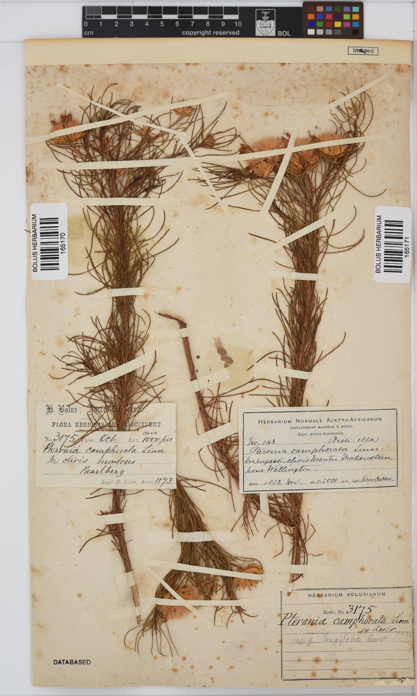 Pteronia aspera image