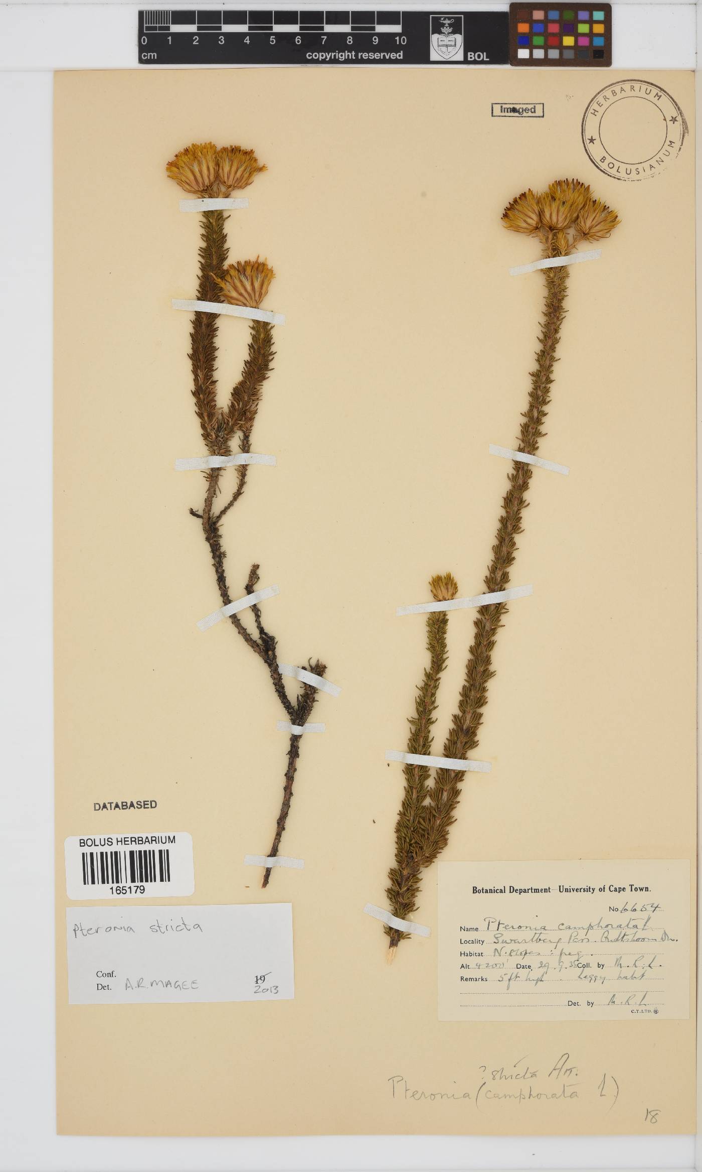 Pteronia camphorata image