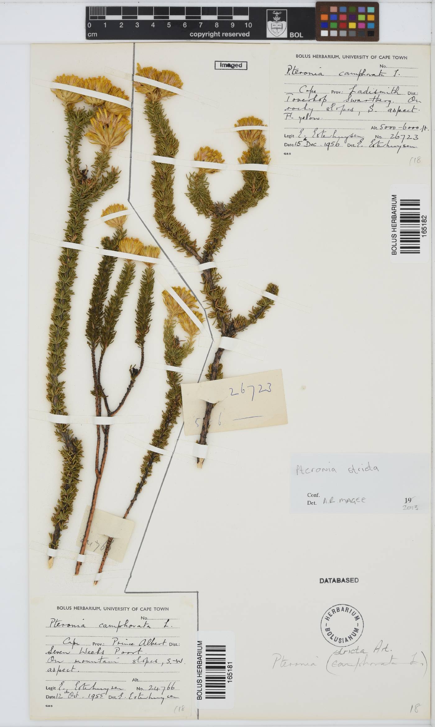 Pteronia camphorata image