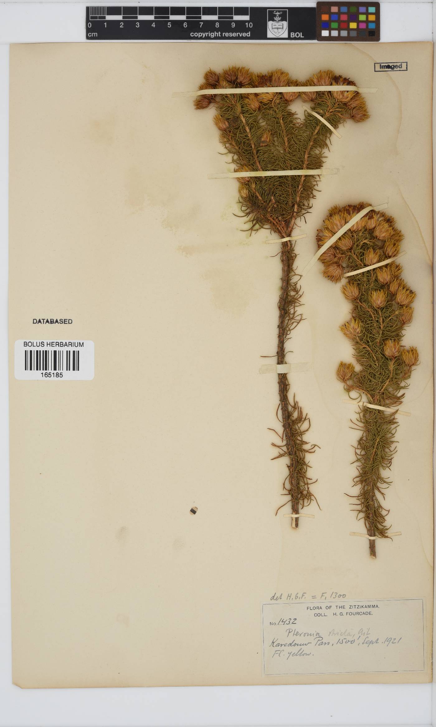 Pteronia camphorata image