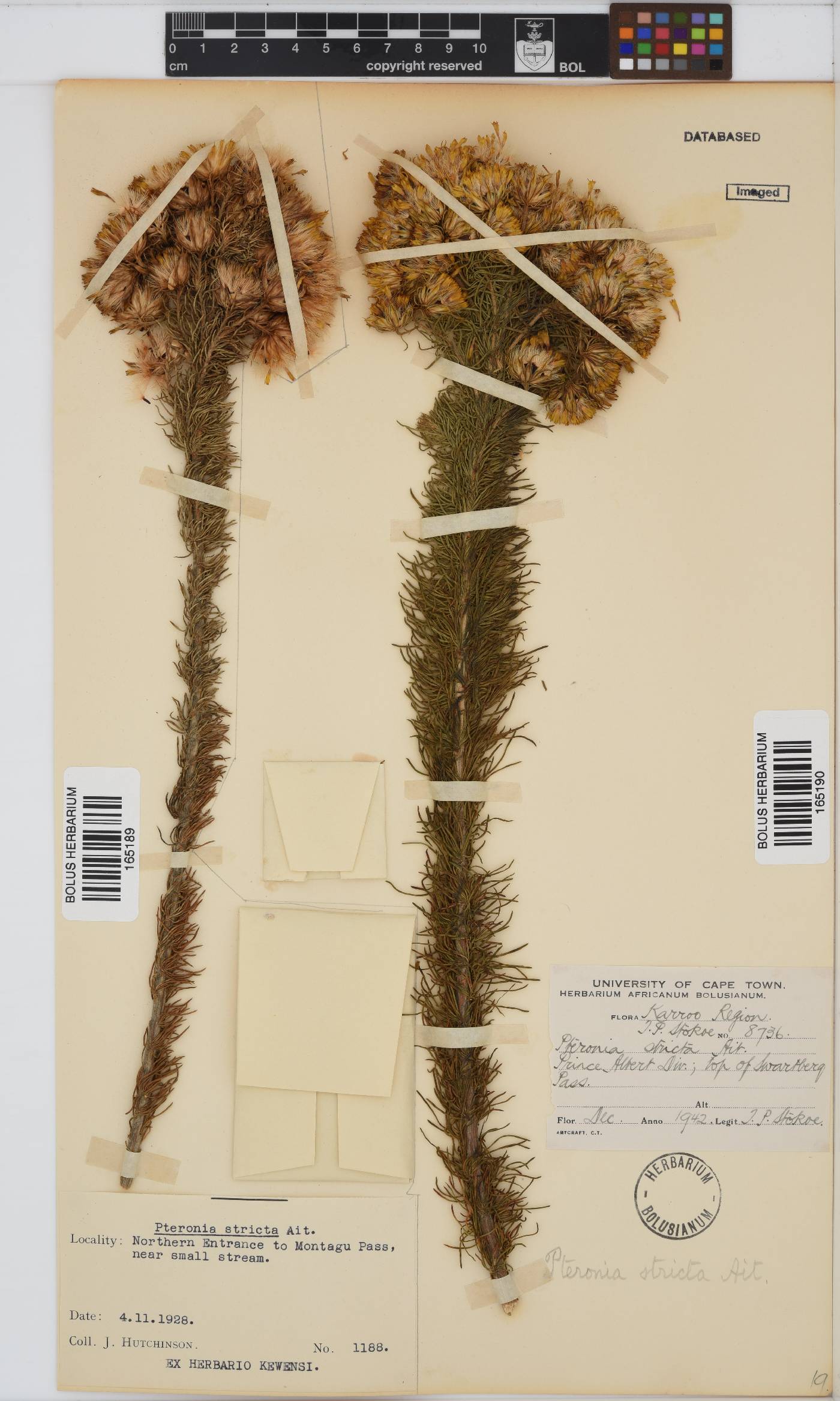 Pteronia camphorata image