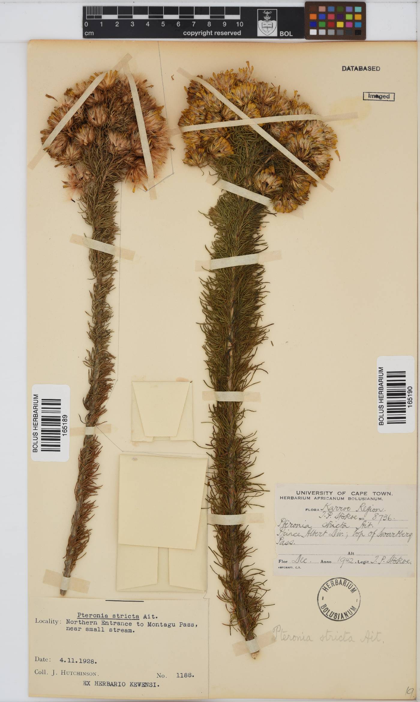 Pteronia camphorata image