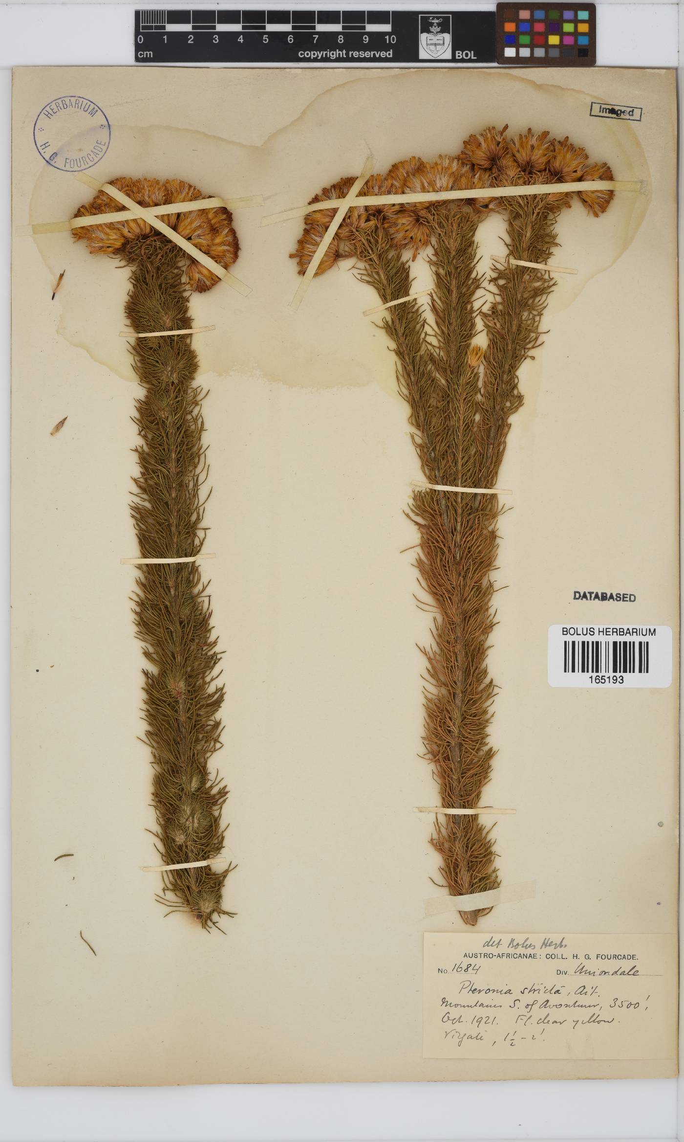 Pteronia camphorata image