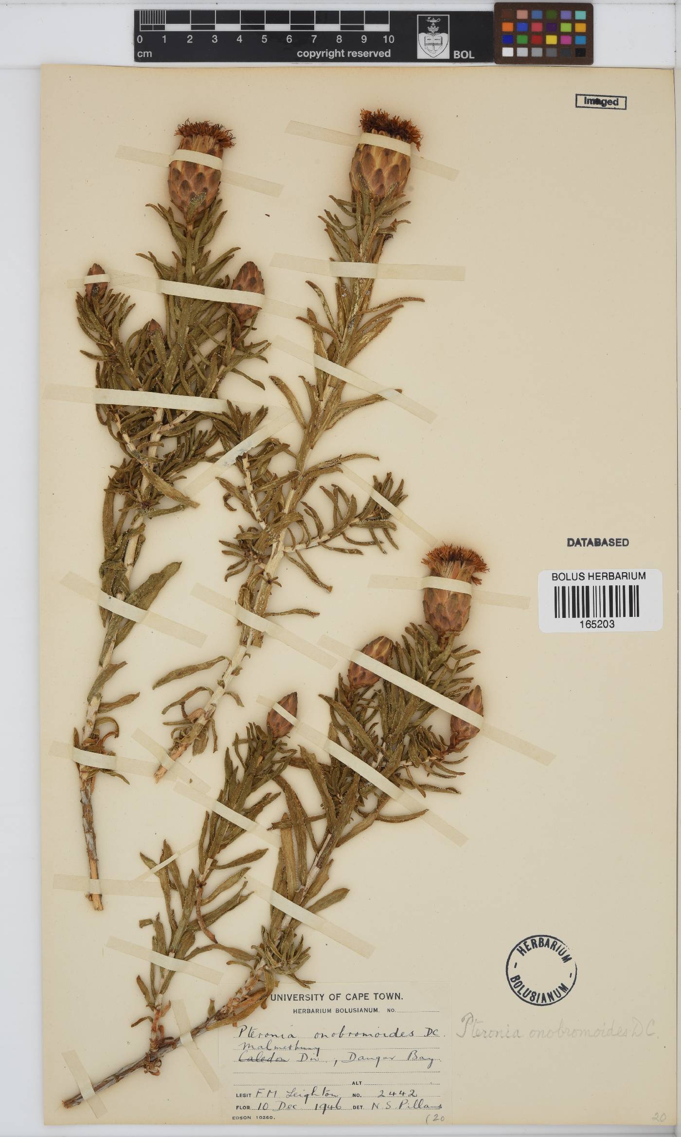 Pteronia onobromoides image