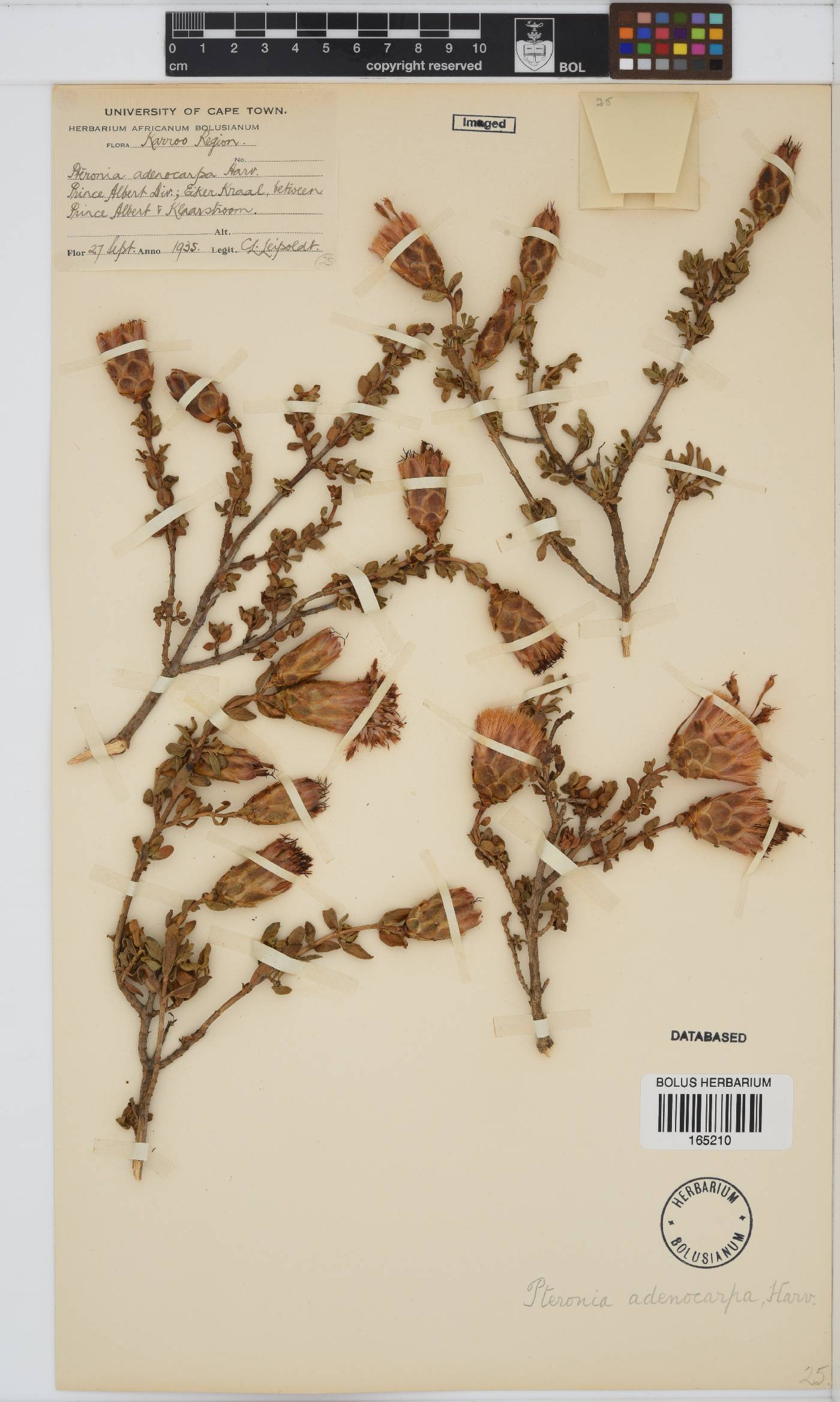 Pteronia adenocarpa image