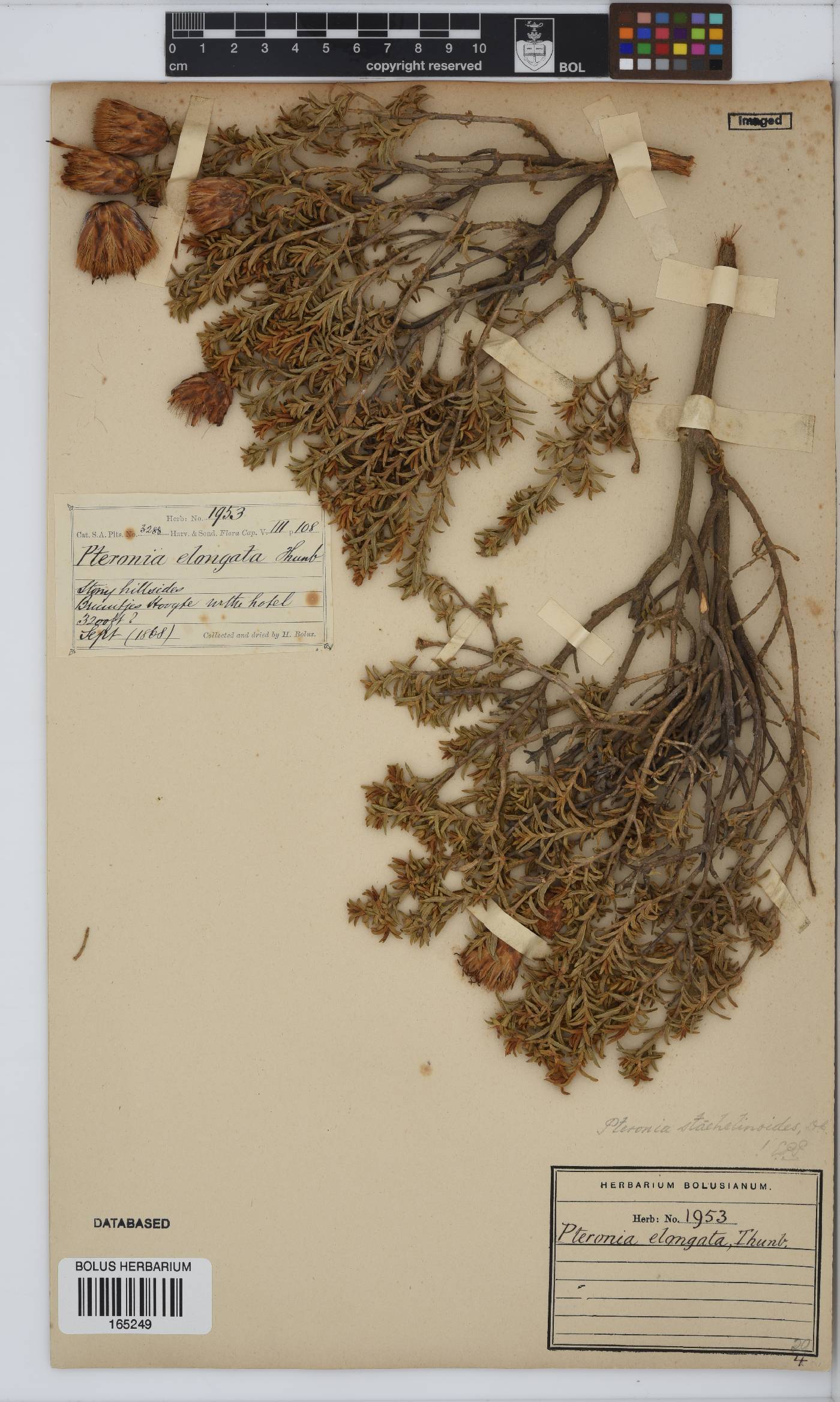 Pteronia staehelinoides image