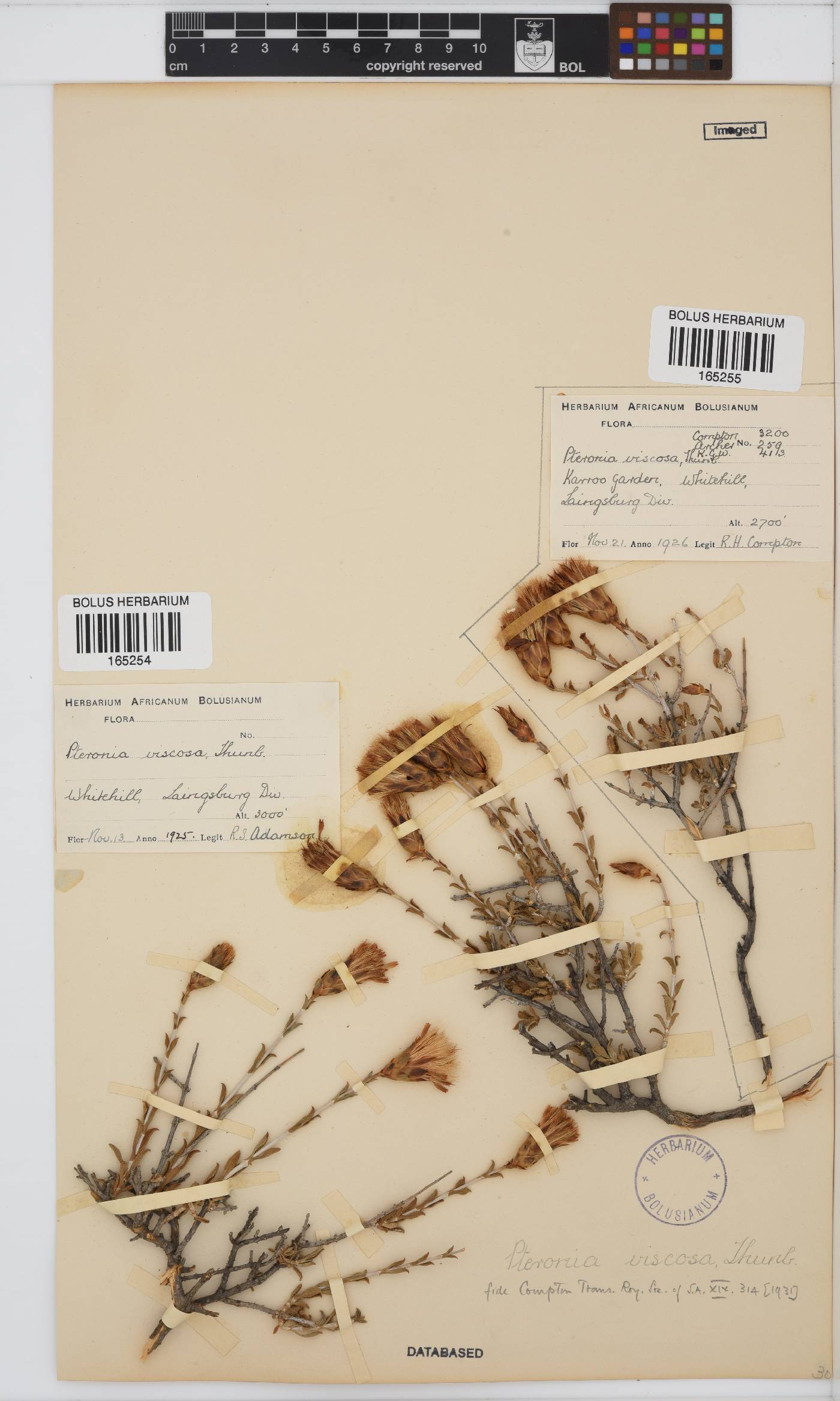 Pteronia viscosa image