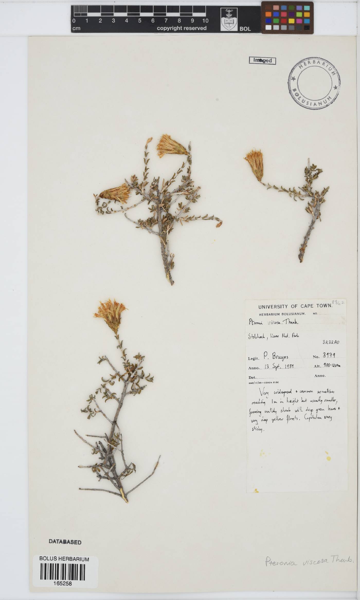 Pteronia viscosa image