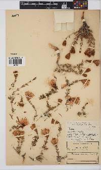 Pteronia viscosa image